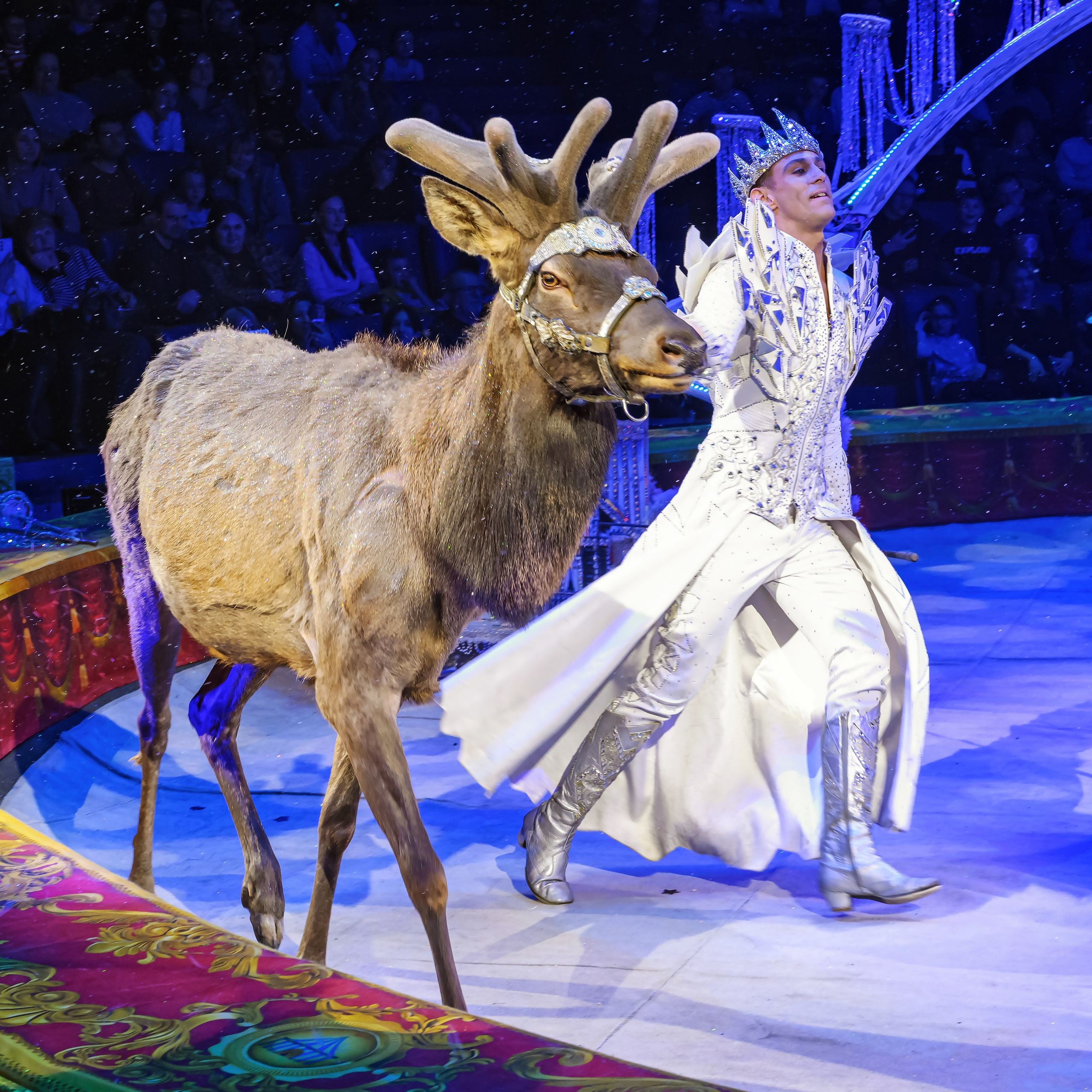 Шоу «Королевский цирк». Фотограф Андрей Пухов (Jazz)