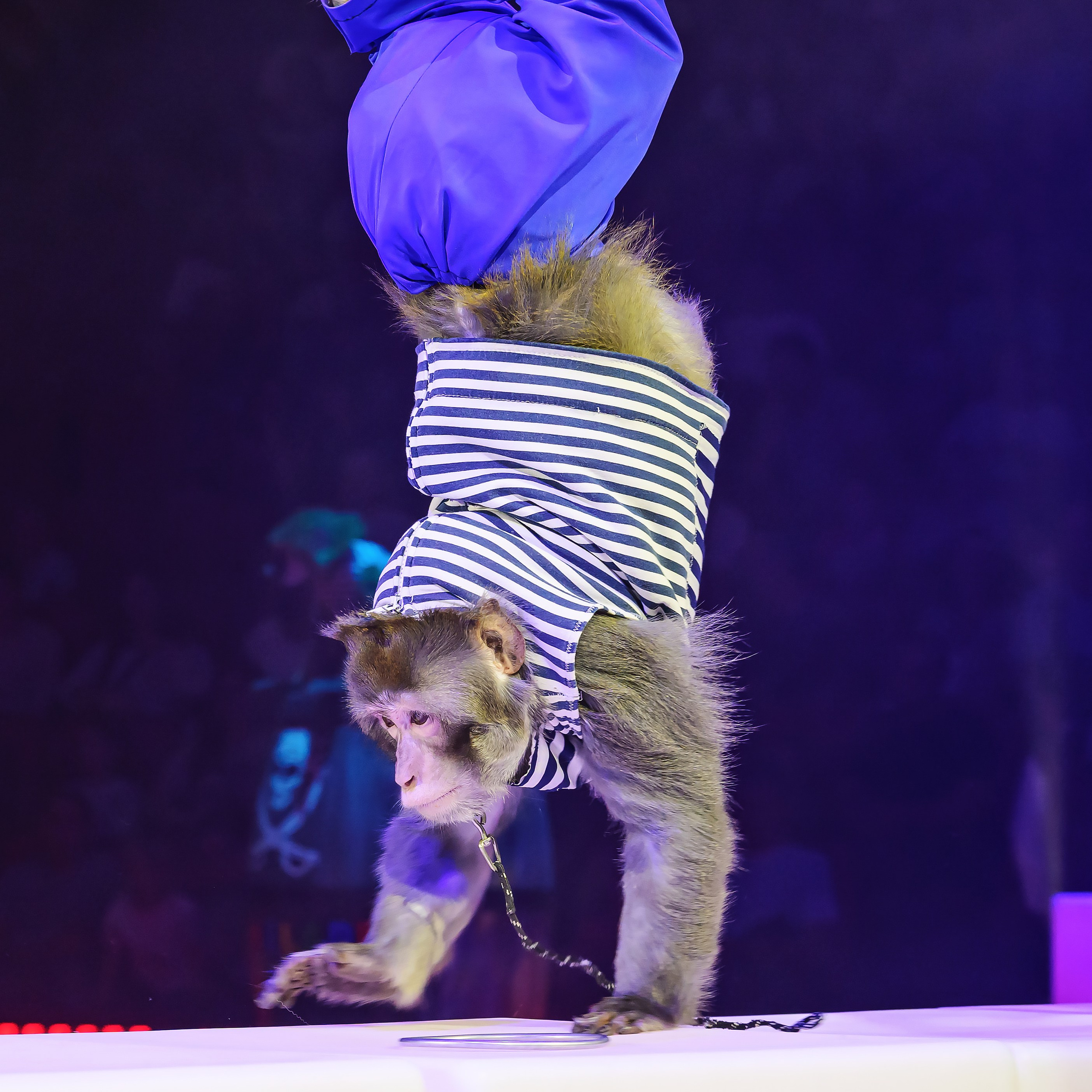 🍭Вкусное шоу «WOW»🍫. Фотограф Андрей Пухов (Jazz)