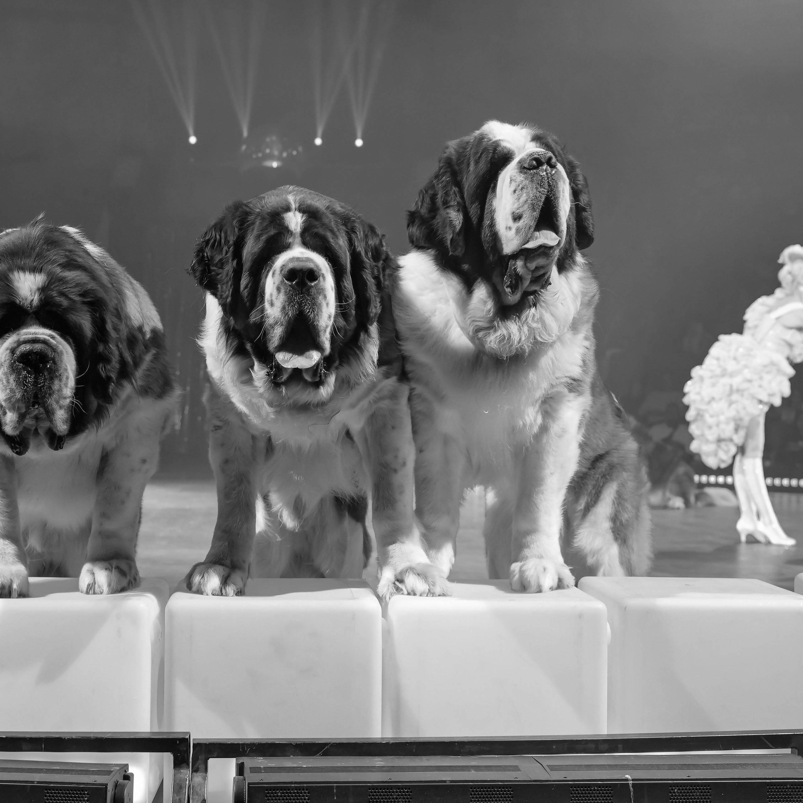 🍭Вкусное шоу «WOW»🍫. Фотограф Андрей Пухов (Jazz)