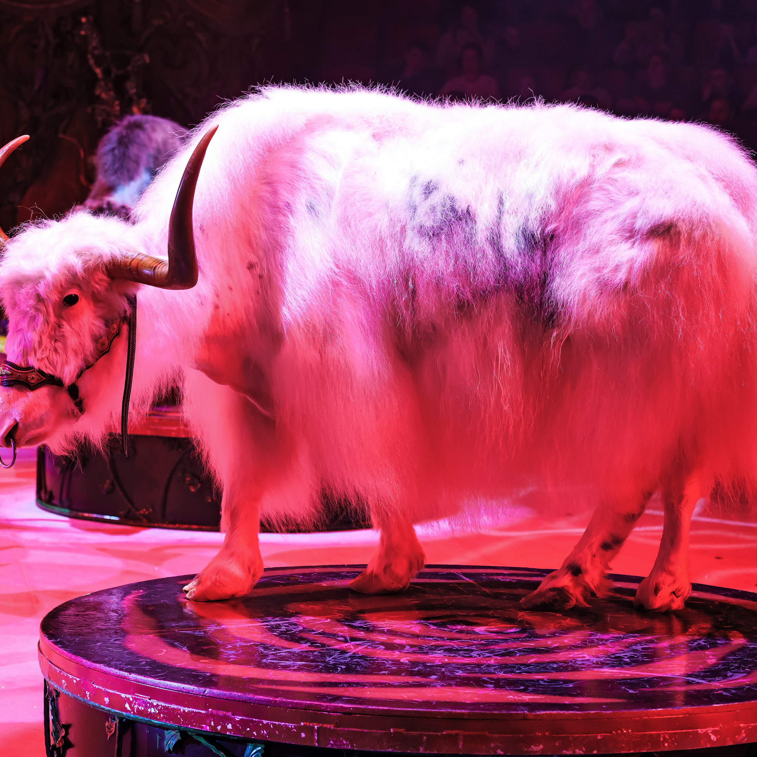 Шоу «Королевский цирк». Фотограф Андрей Пухов (Jazz)