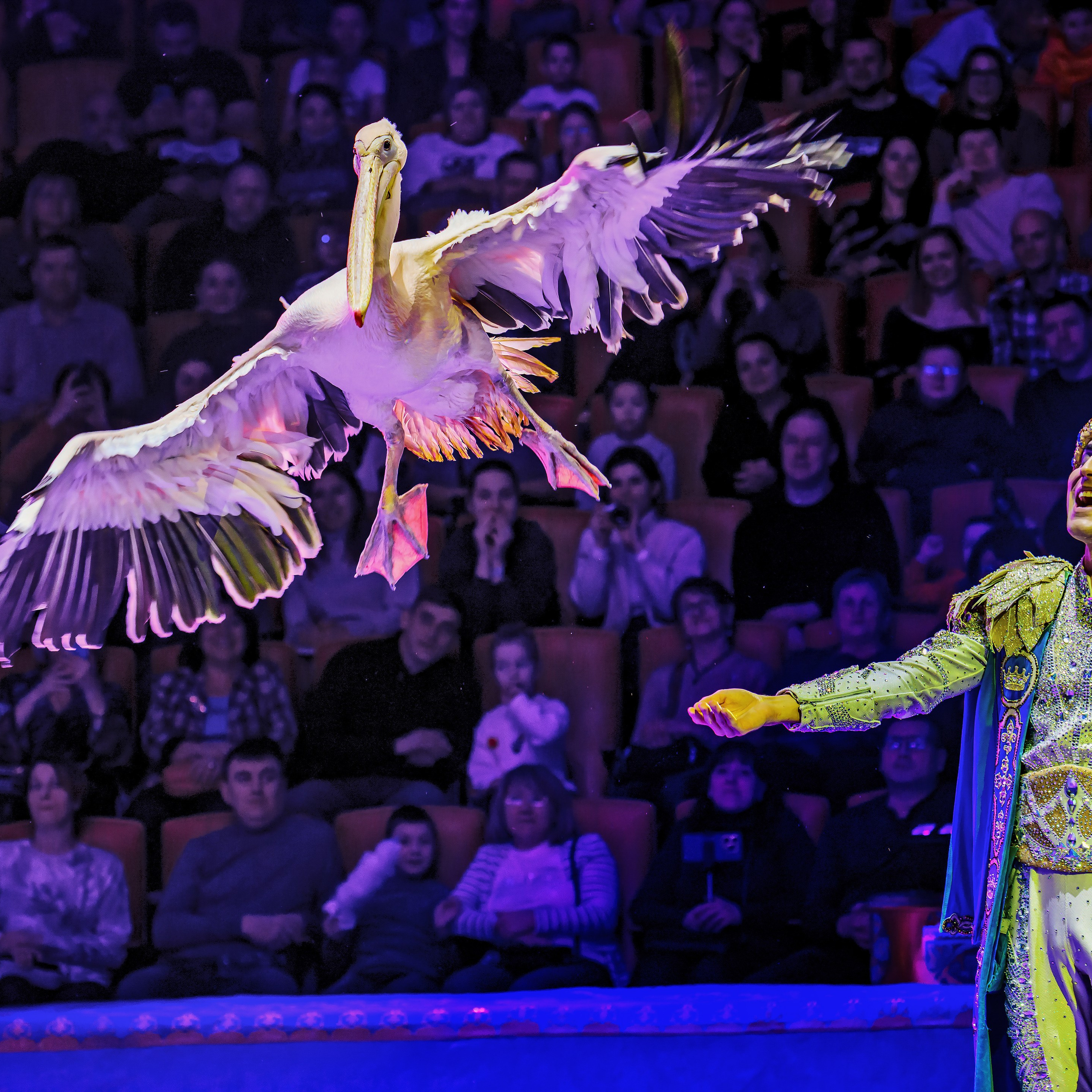 Песчаная сказка — Нижегородский Государственный Цирк (Премьера). Цирковой фотограф Андрей Пухов (Jazz)