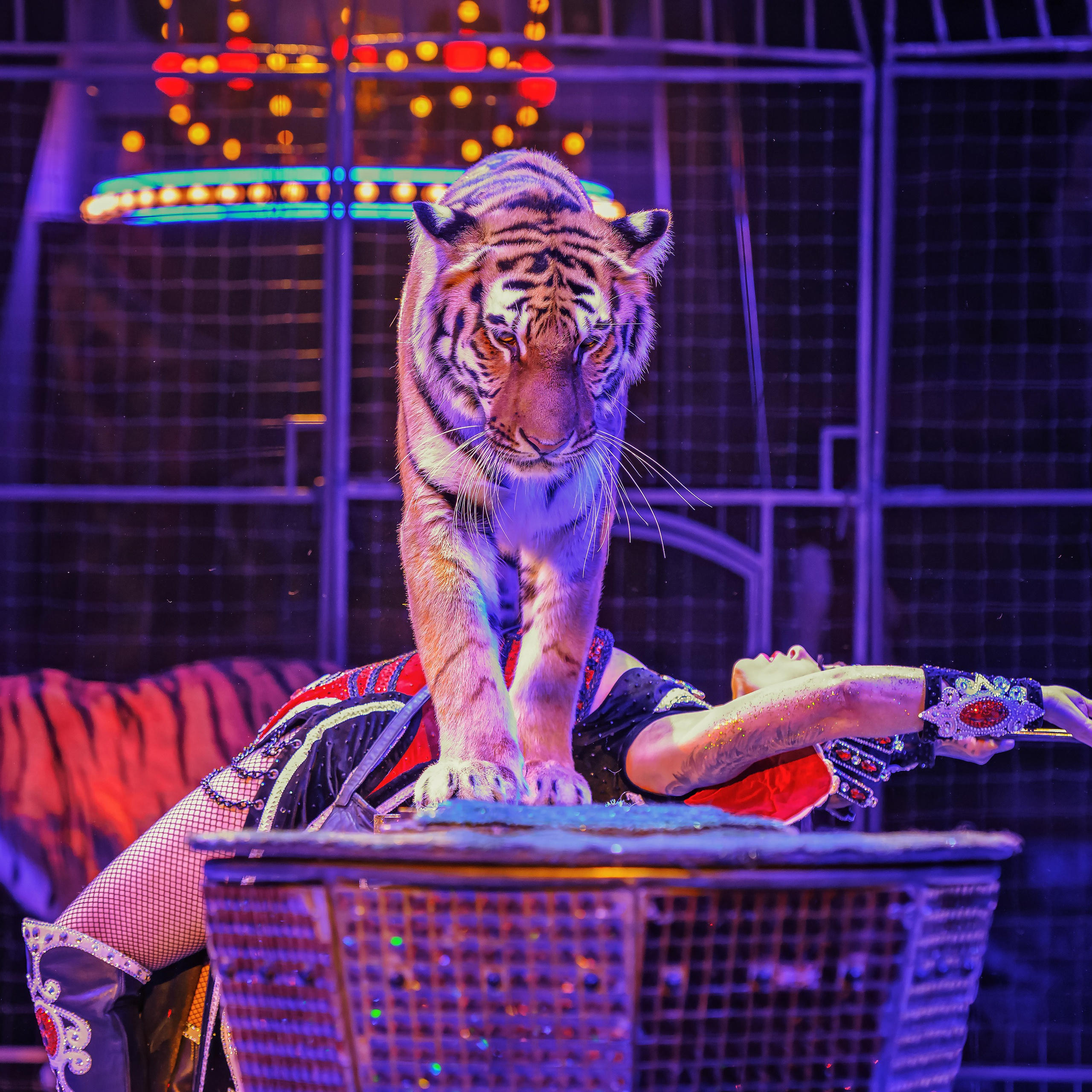 Шоу «Королевский цирк». Фотограф Андрей Пухов (Jazz)