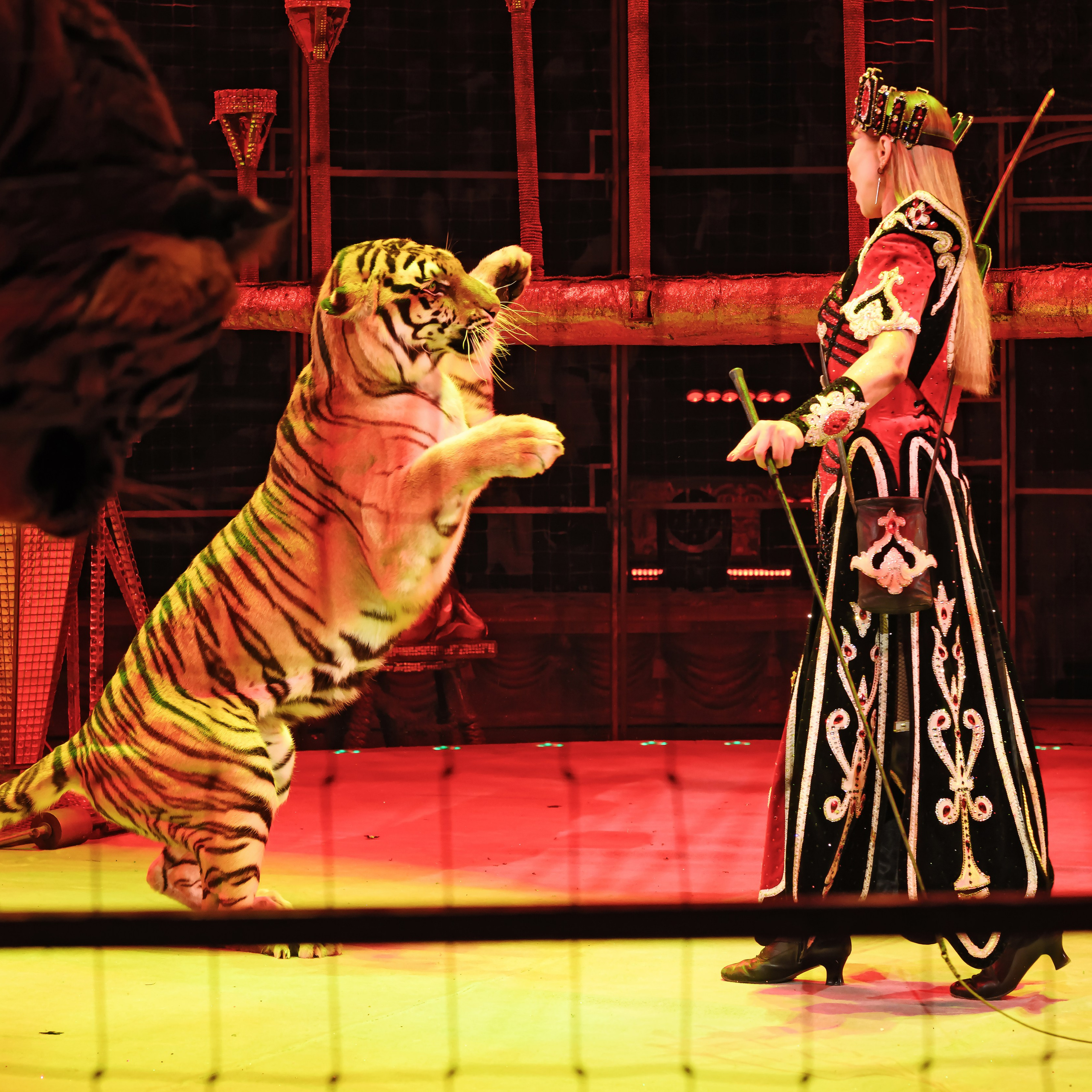 Шоу «Королевский цирк». Фотограф Андрей Пухов (Jazz)