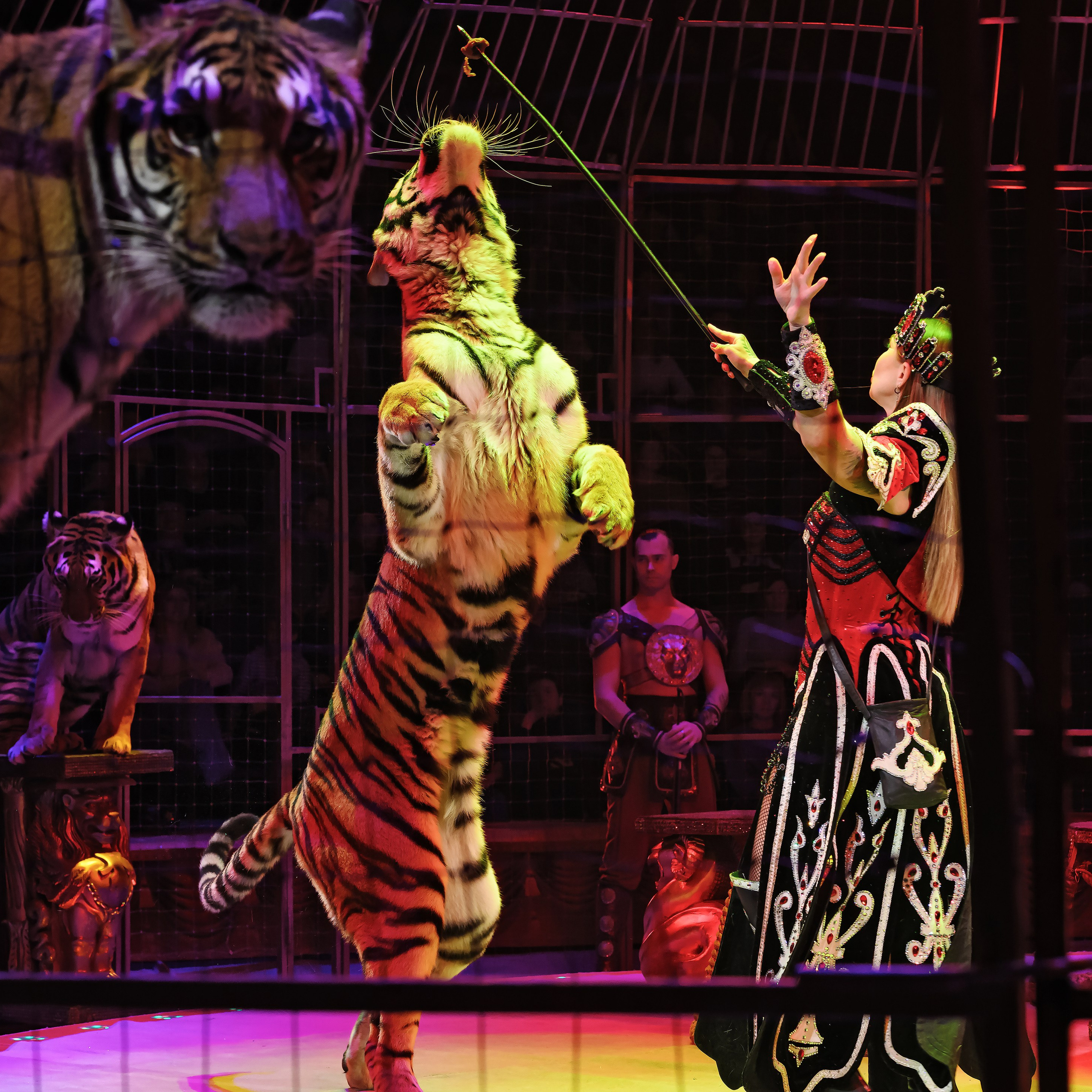 Шоу «Королевский цирк». Фотограф Андрей Пухов (Jazz)