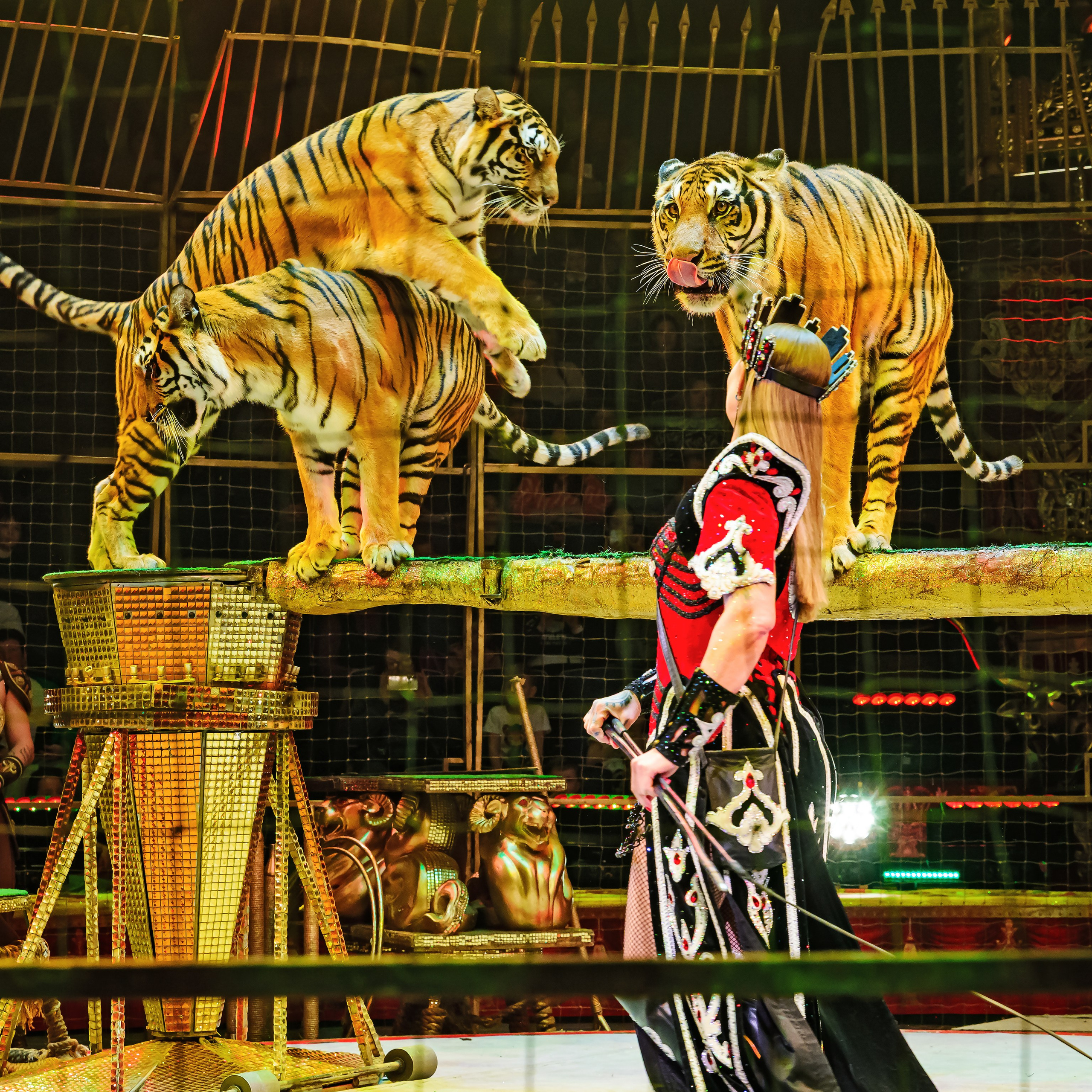 Royal Circus (новые номера). Фотограф Андрей Пухов (Jazz)