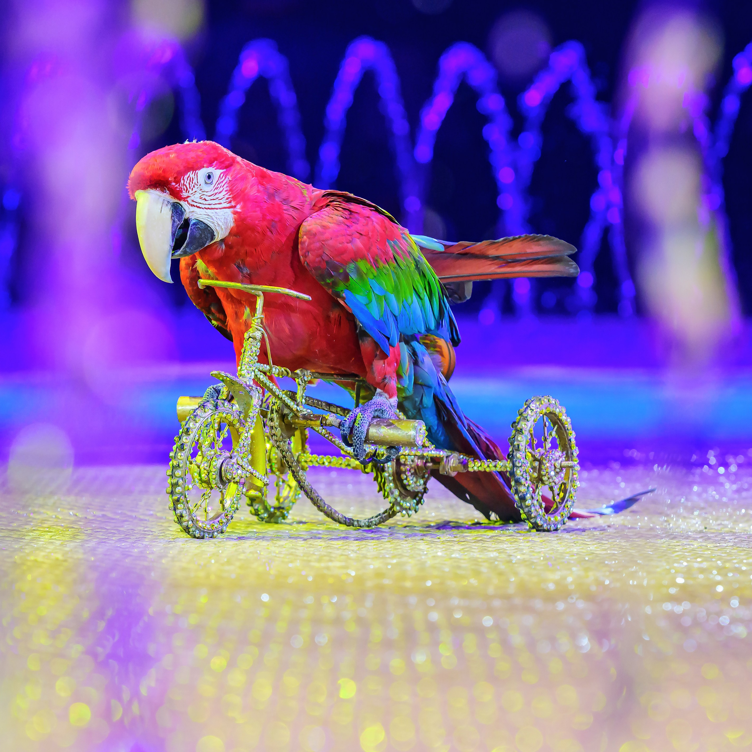 Принц Цирка (Продюсерский центр Влада Гончарова)🎪🦁. Фотограф Андрей Пухов (Jazz)