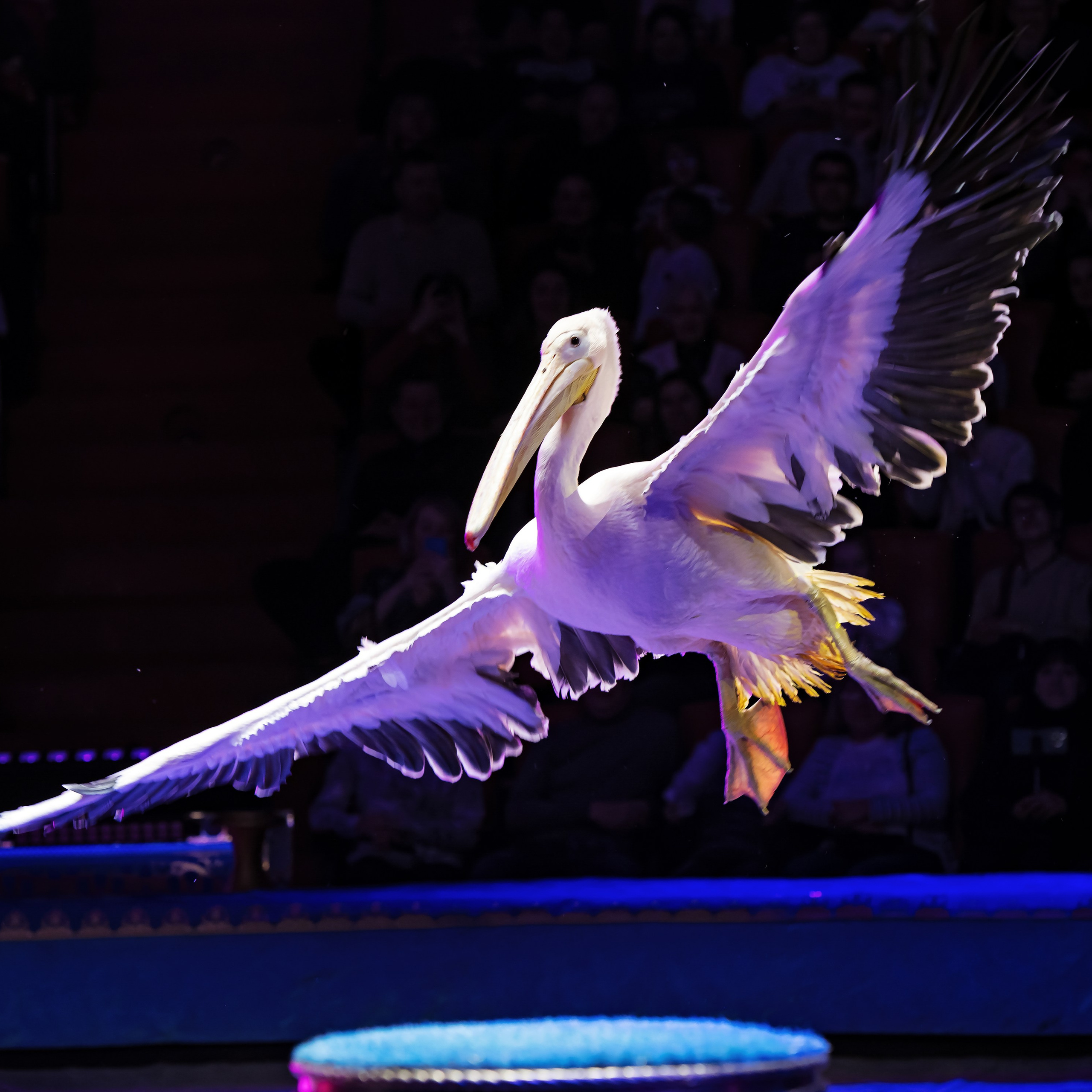 Песчаная сказка — Нижегородский Государственный Цирк (Премьера). Цирковой фотограф Андрей Пухов (Jazz)