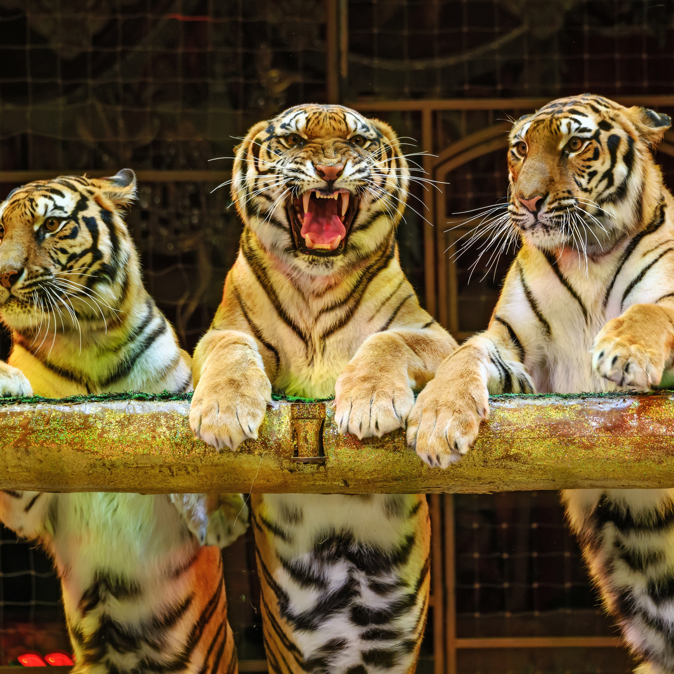 Вечное искусство удивлять: Королевский цирк Гии Эрадзе 👑 Роскошь здесь в каждой детали 💫✨⭐. Фотограф Андрей Пухов (Jazz)