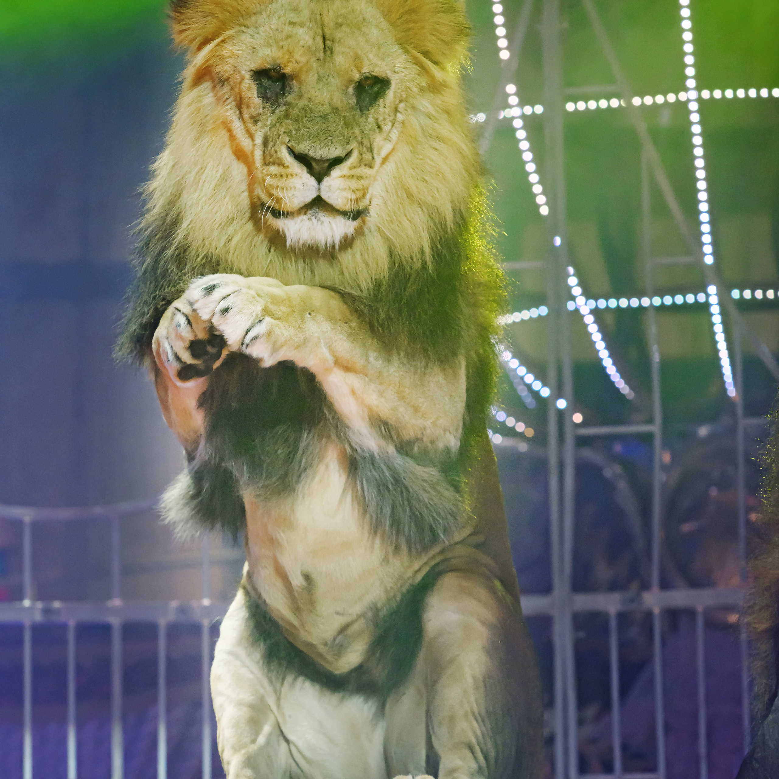 Принц Цирка (Продюсерский центр Влада Гончарова)🎪🦁. Фотограф Андрей Пухов (Jazz)