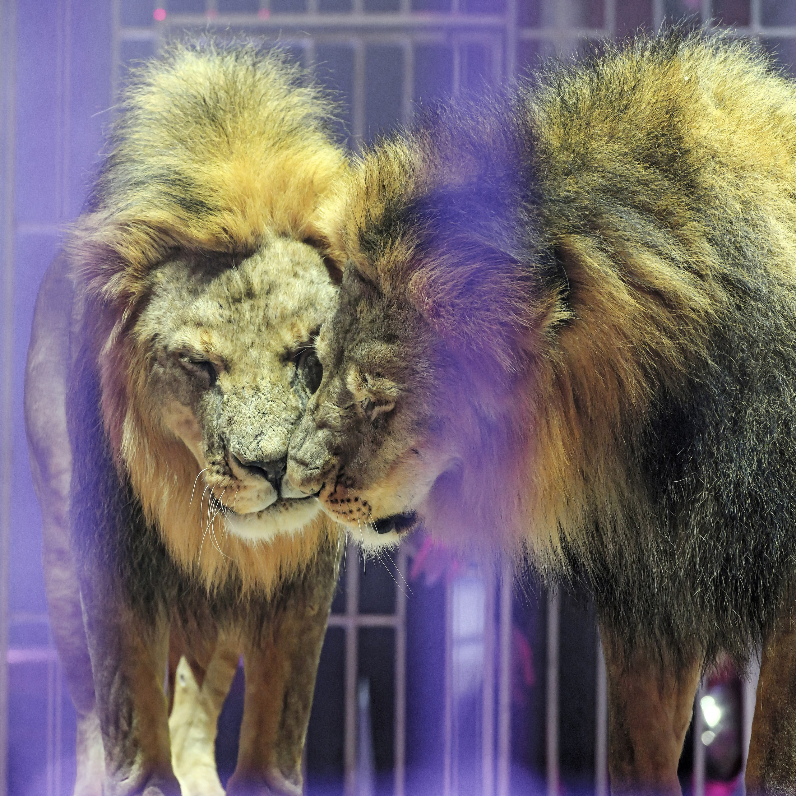 Принц Цирка (Продюсерский центр Влада Гончарова)🎪🦁. Фотограф Андрей Пухов (Jazz)