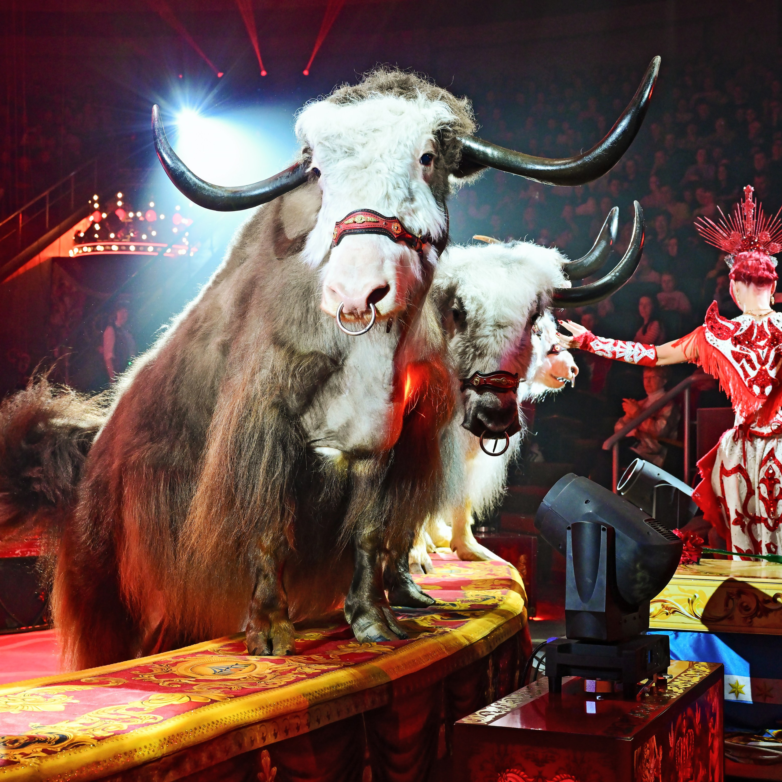 Шоу «Королевский цирк». Фотограф Андрей Пухов (Jazz)