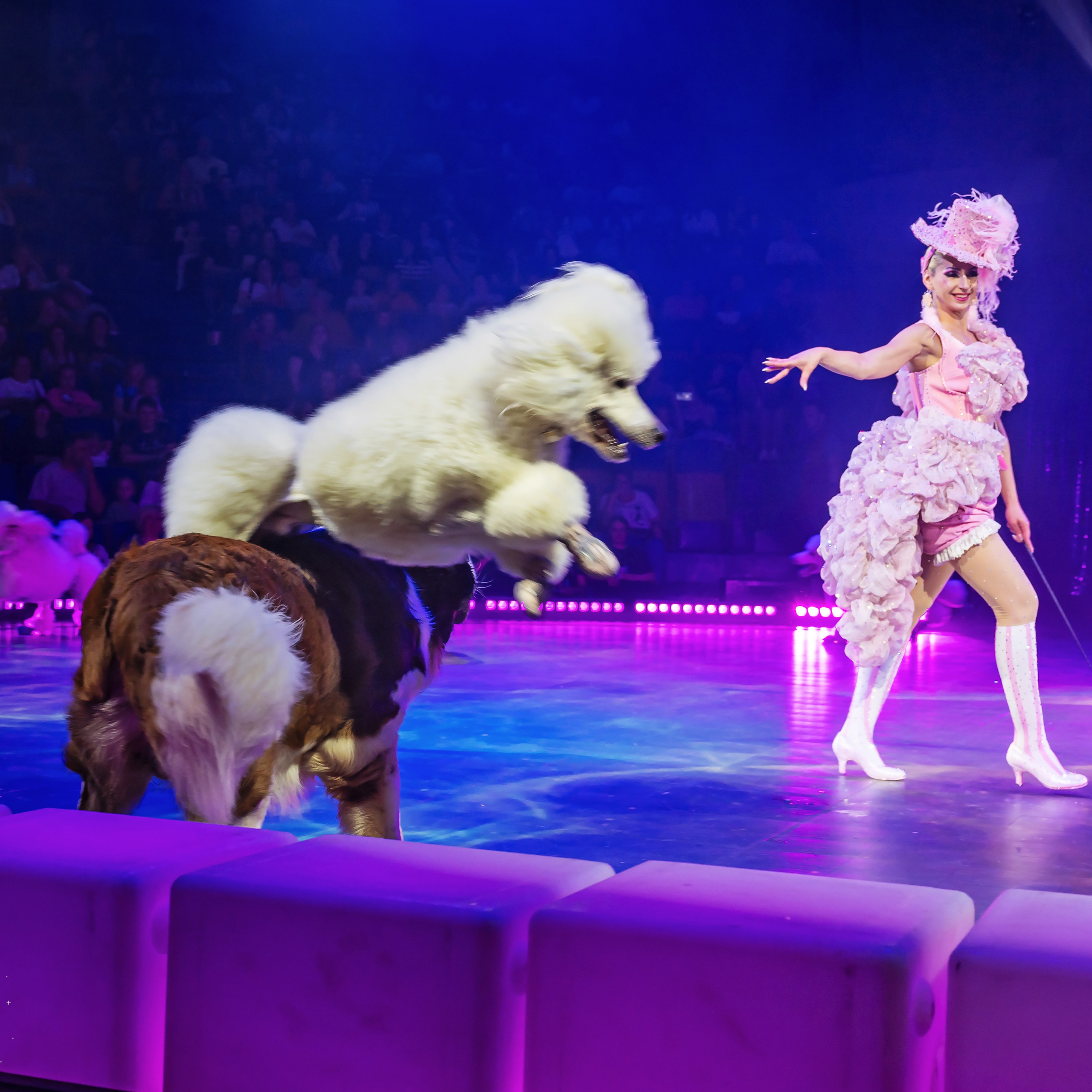 🍭Вкусное шоу «WOW»🍫. Фотограф Андрей Пухов (Jazz)