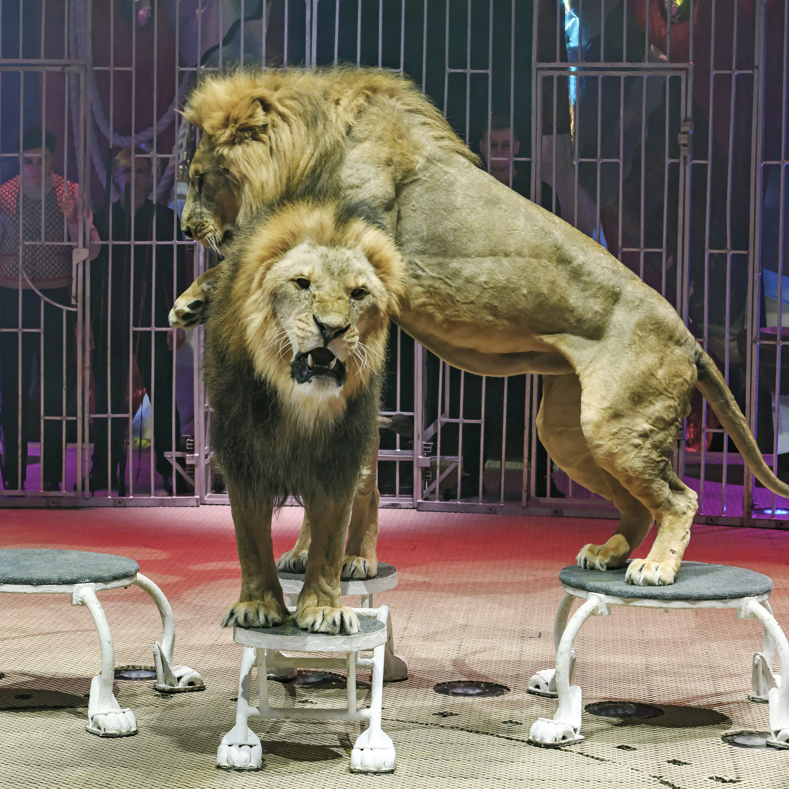 Принц Цирка (Продюсерский центр Влада Гончарова)🎪🦁. Фотограф Андрей Пухов (Jazz)