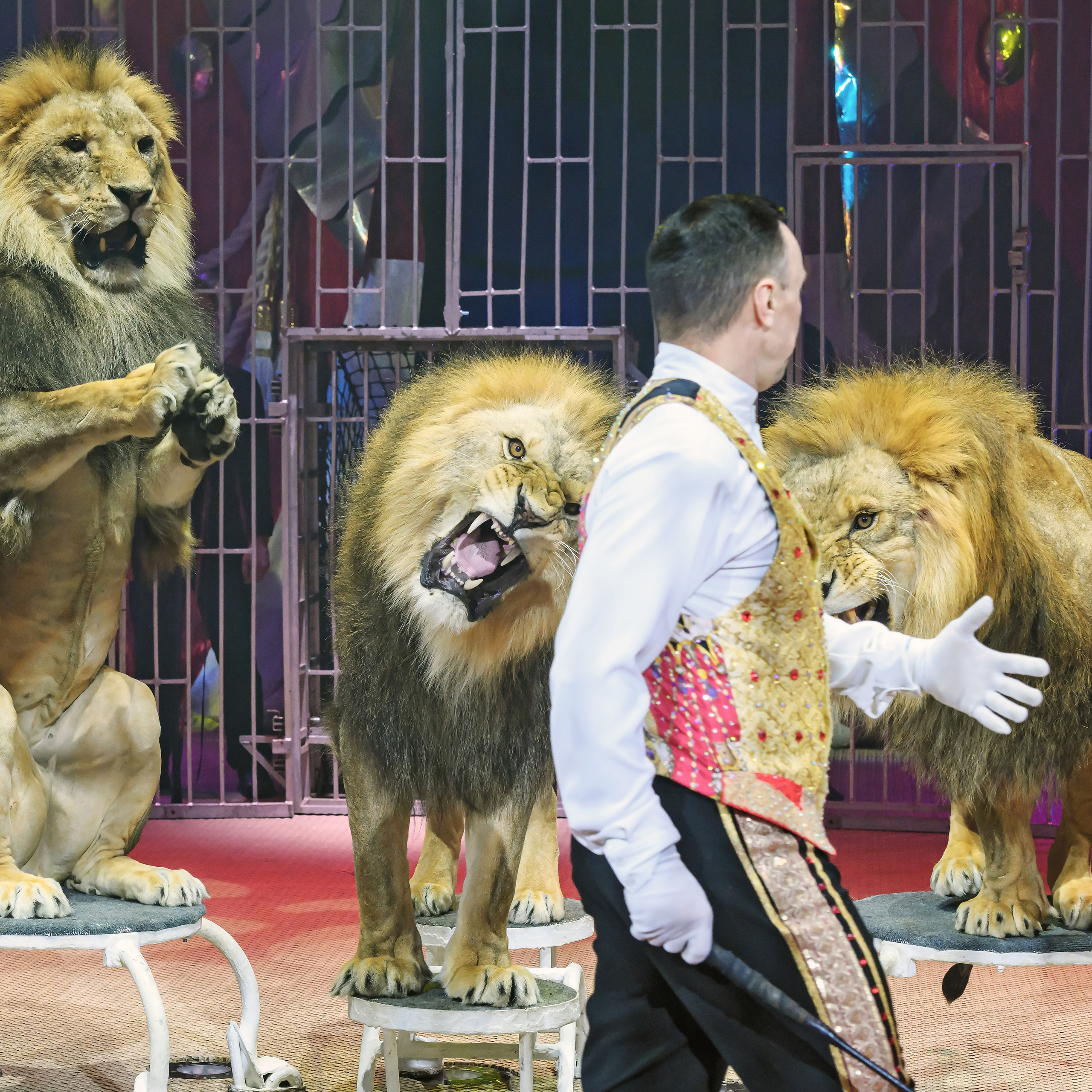 Принц Цирка (Продюсерский центр Влада Гончарова)🎪🦁. Фотограф Андрей Пухов (Jazz)