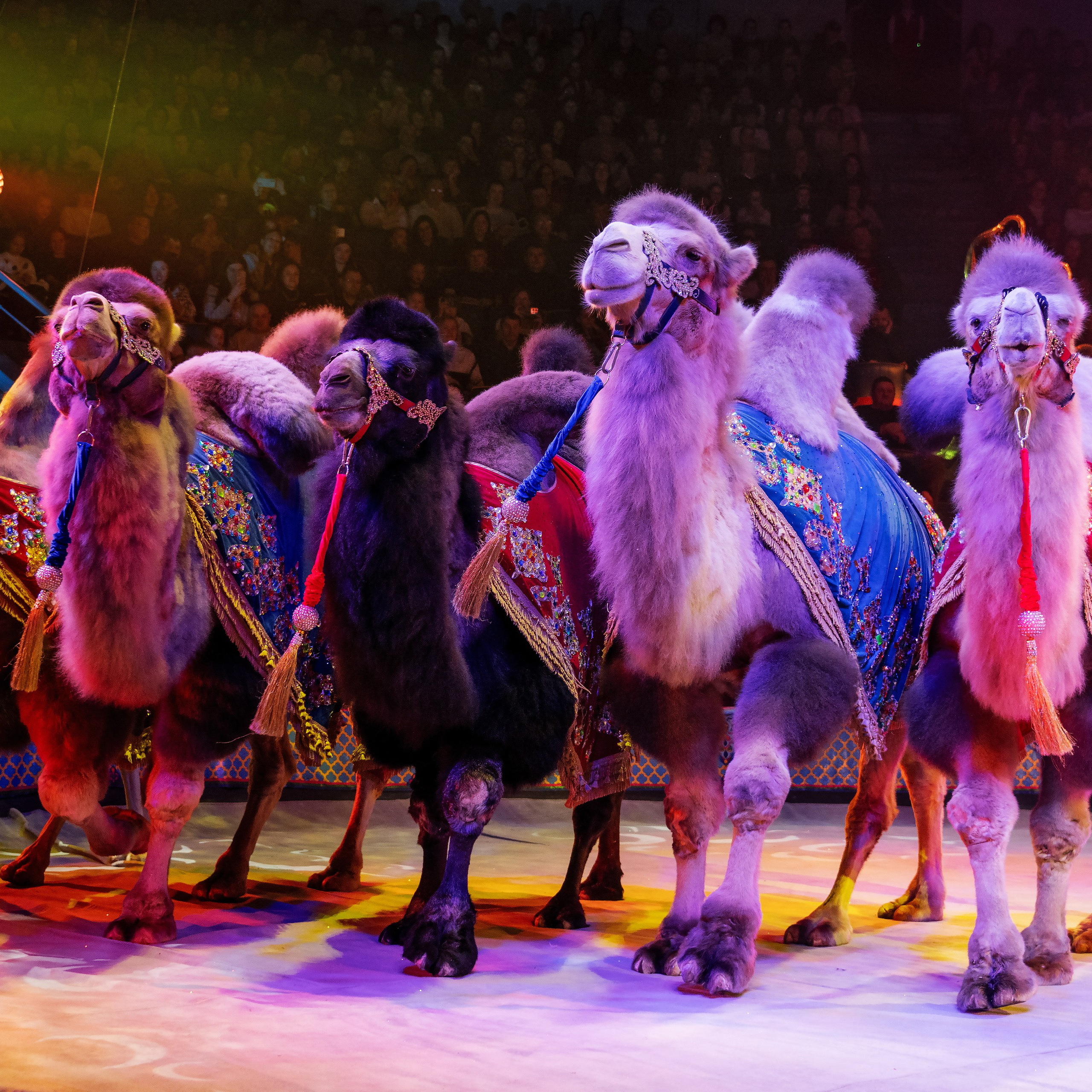 Песчаная сказка Гии Эрадзе — волшебное шоу 🎪, которое должен увидеть каждый, кто ценит красоту🌹, талант 🎭 и умение мечтать 💫. Цирковой фотограф Андрей Пухов (Jazz)