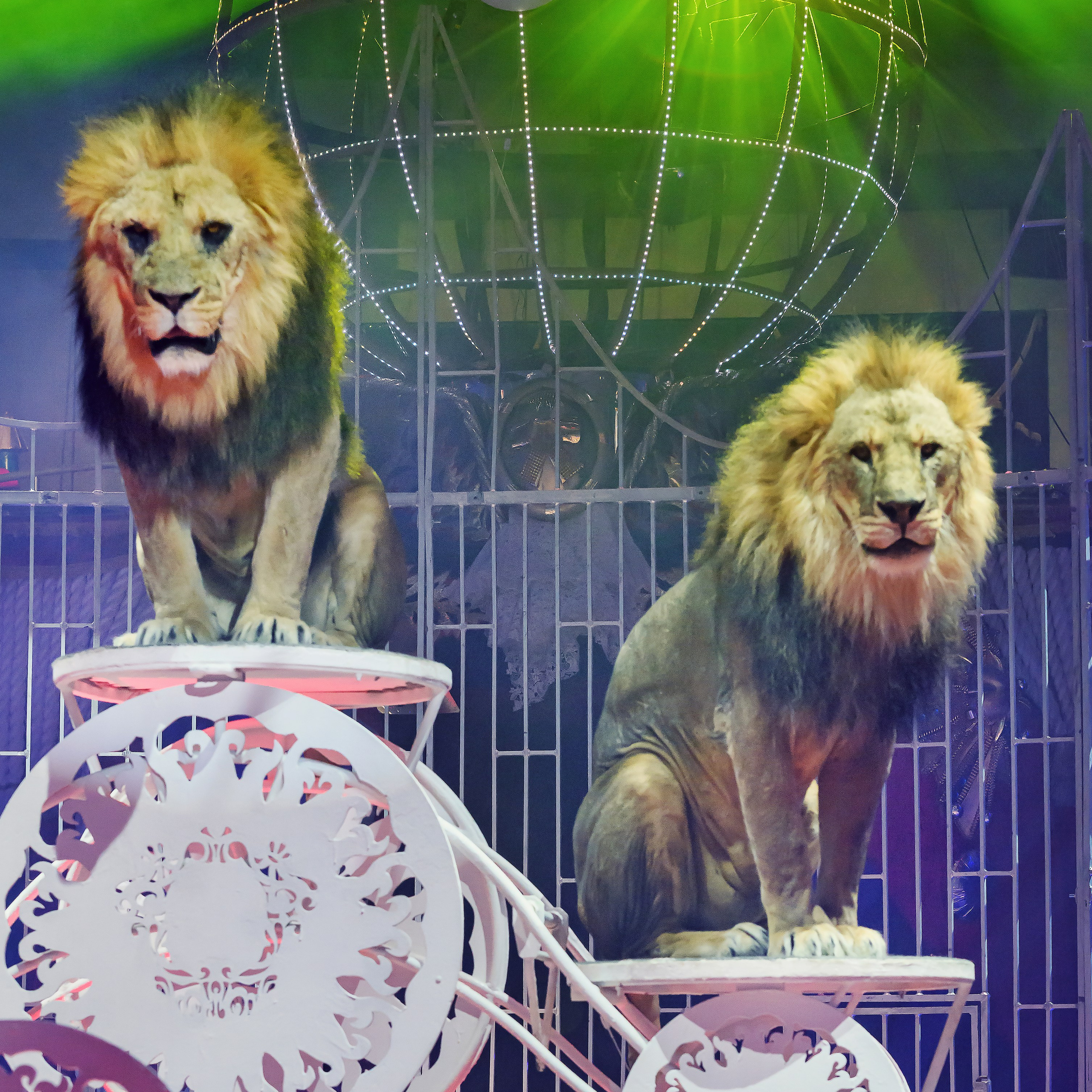 Принц Цирка (Продюсерский центр Влада Гончарова)🎪🦁. Фотограф Андрей Пухов (Jazz)