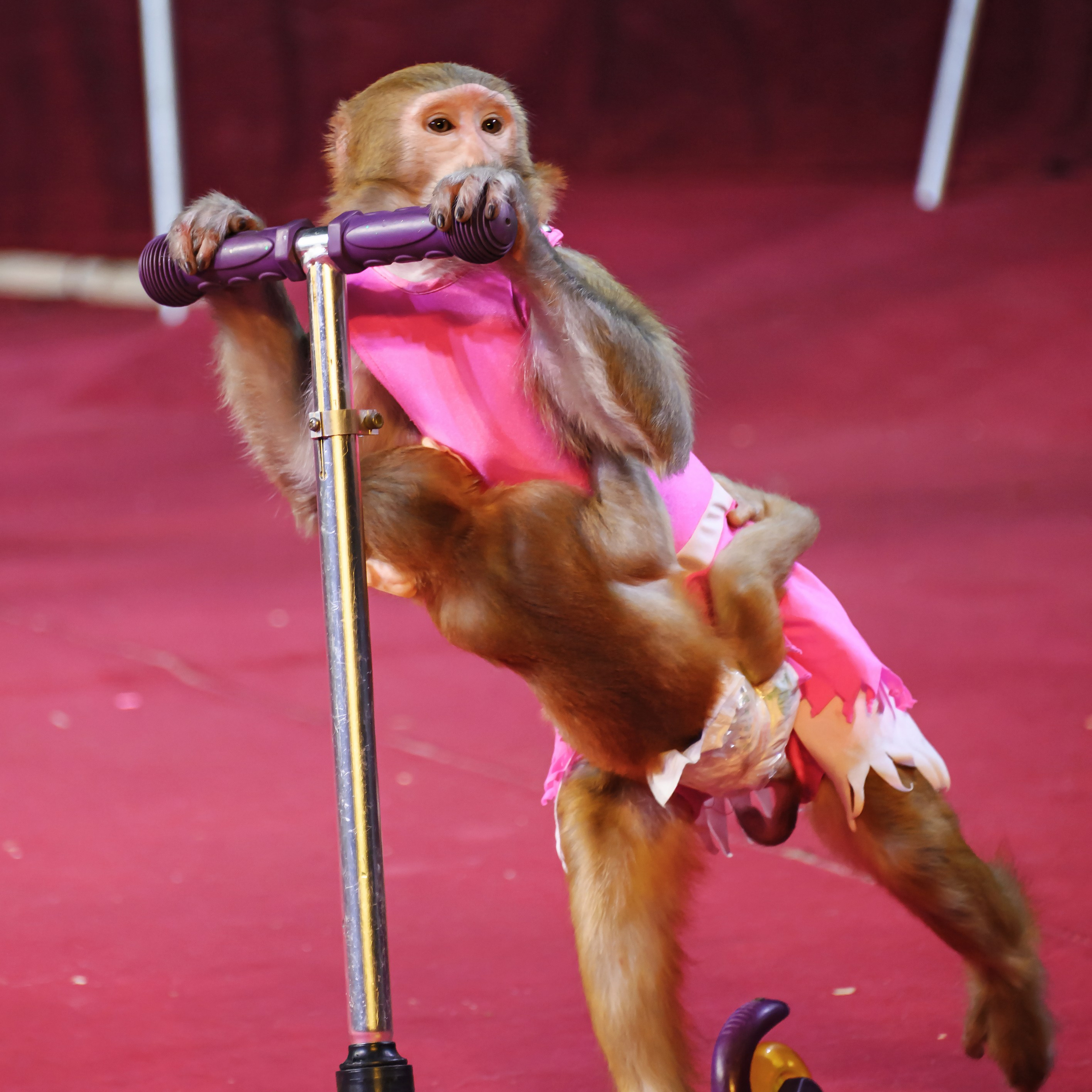 Международный цирк"HAPPY CIRCUS». Фотограф Андрей Пухов (Jazz)