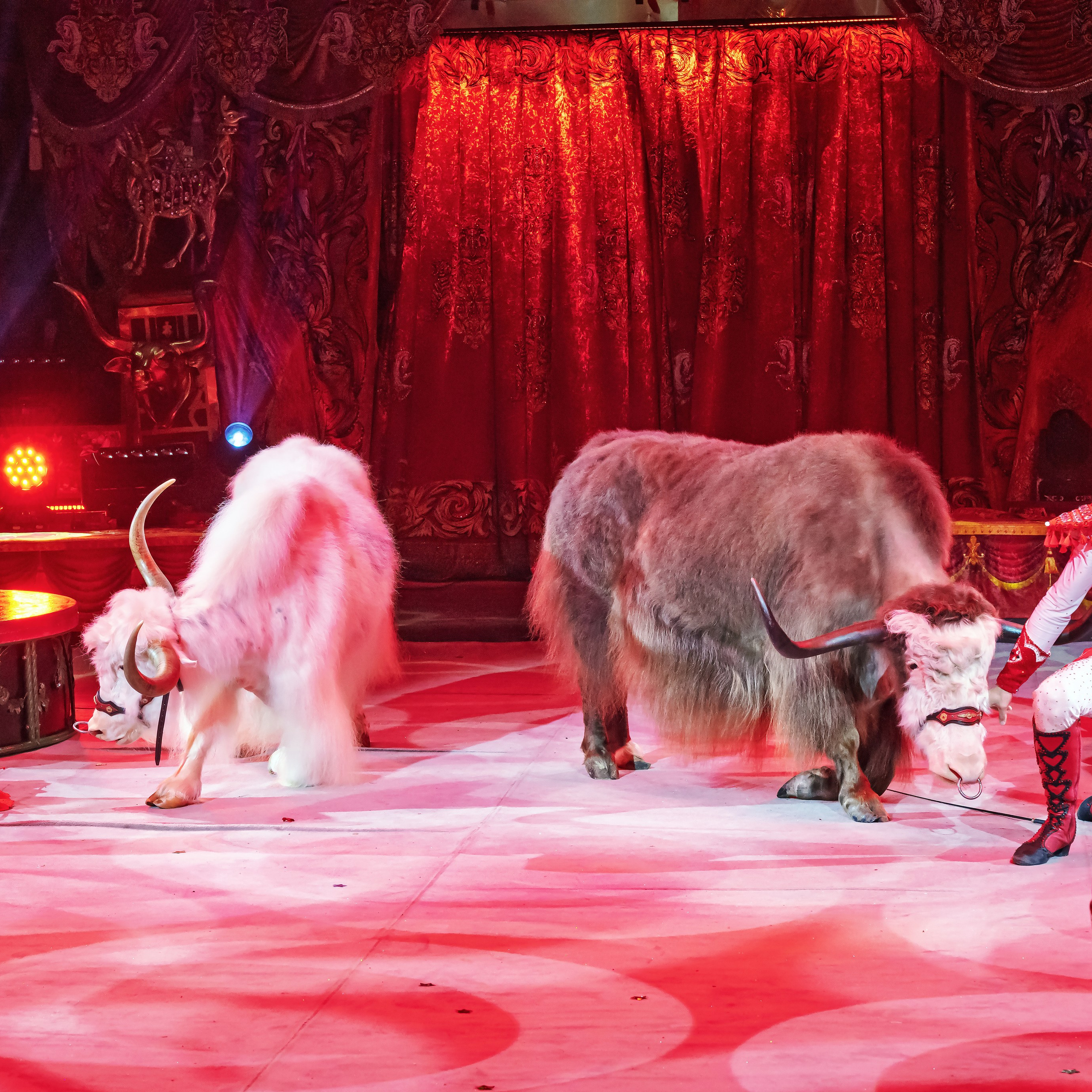 ГРАНДИОЗНОЕ ЦИРКОВОЕ ШОУ ЗАСЛУЖЕННОГО АРТИСТА РОССИИ ГИИ ЭРАДЗЕ. Фотограф Андрей Пухов (Jazz)