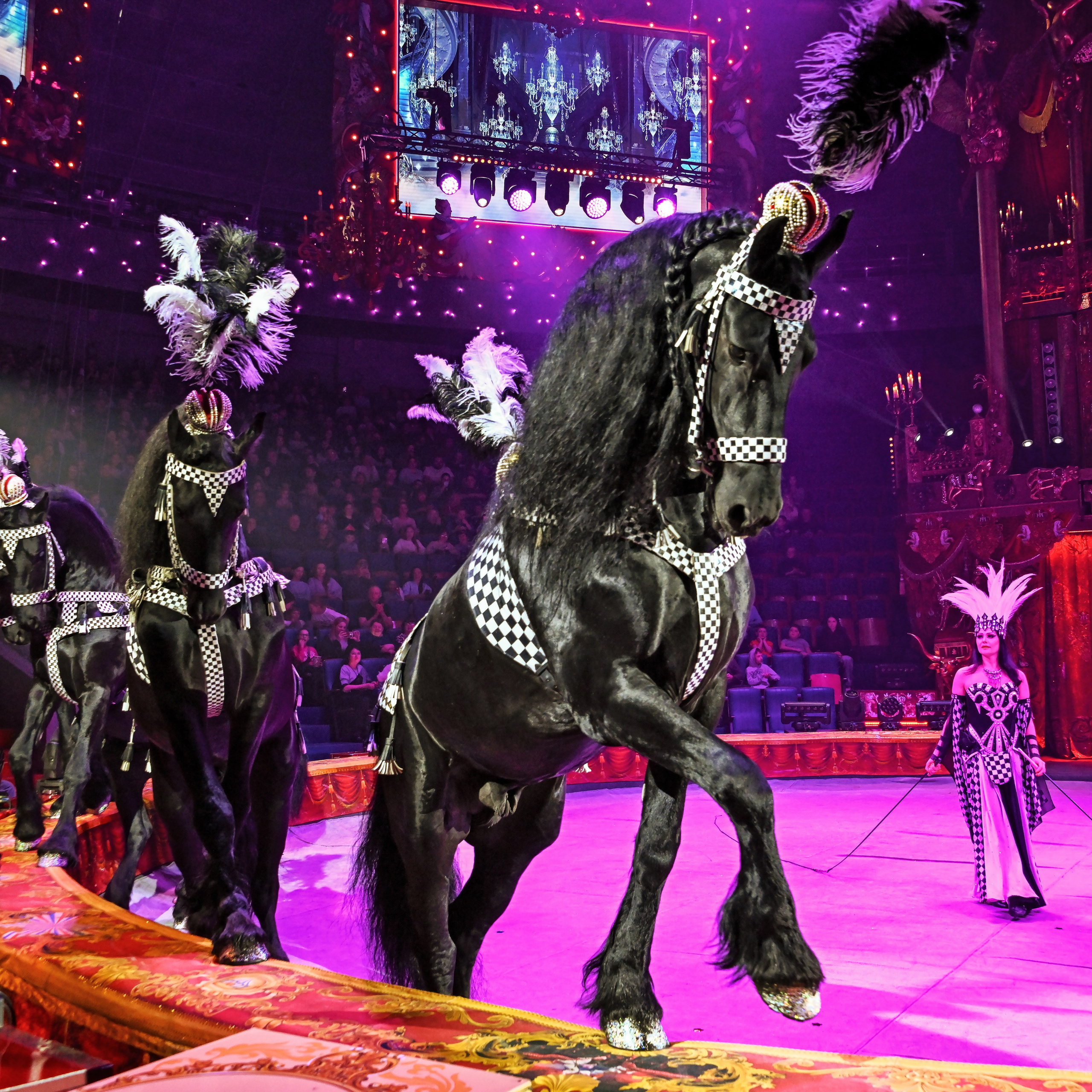 Вечное искусство удивлять: Королевский цирк Гии Эрадзе 👑 Роскошь здесь в каждой детали 💫✨⭐. Фотограф Андрей Пухов (Jazz)