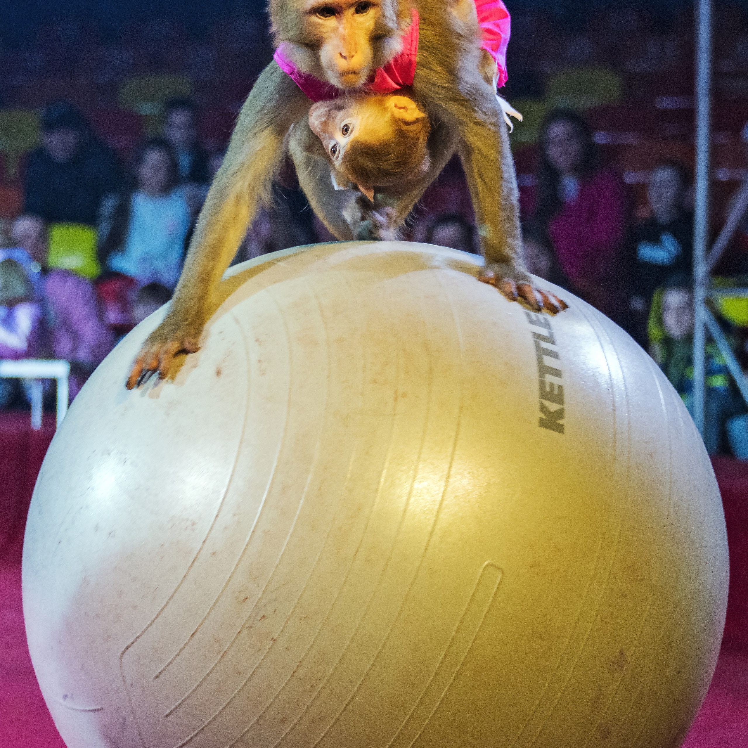 Международный цирк"HAPPY CIRCUS». Фотограф Андрей Пухов (Jazz)