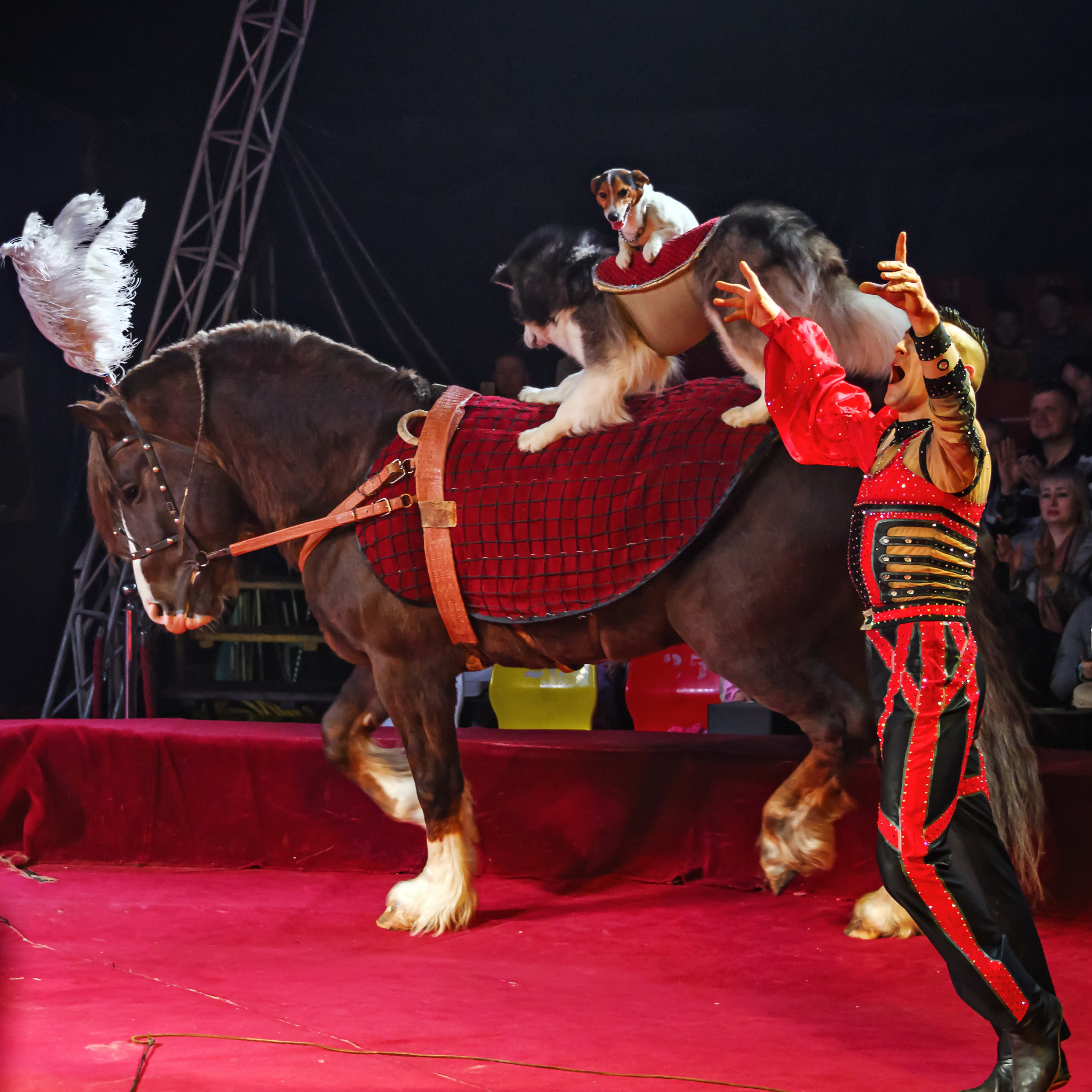 Международный цирк"HAPPY CIRCUS». Фотограф Андрей Пухов (Jazz)