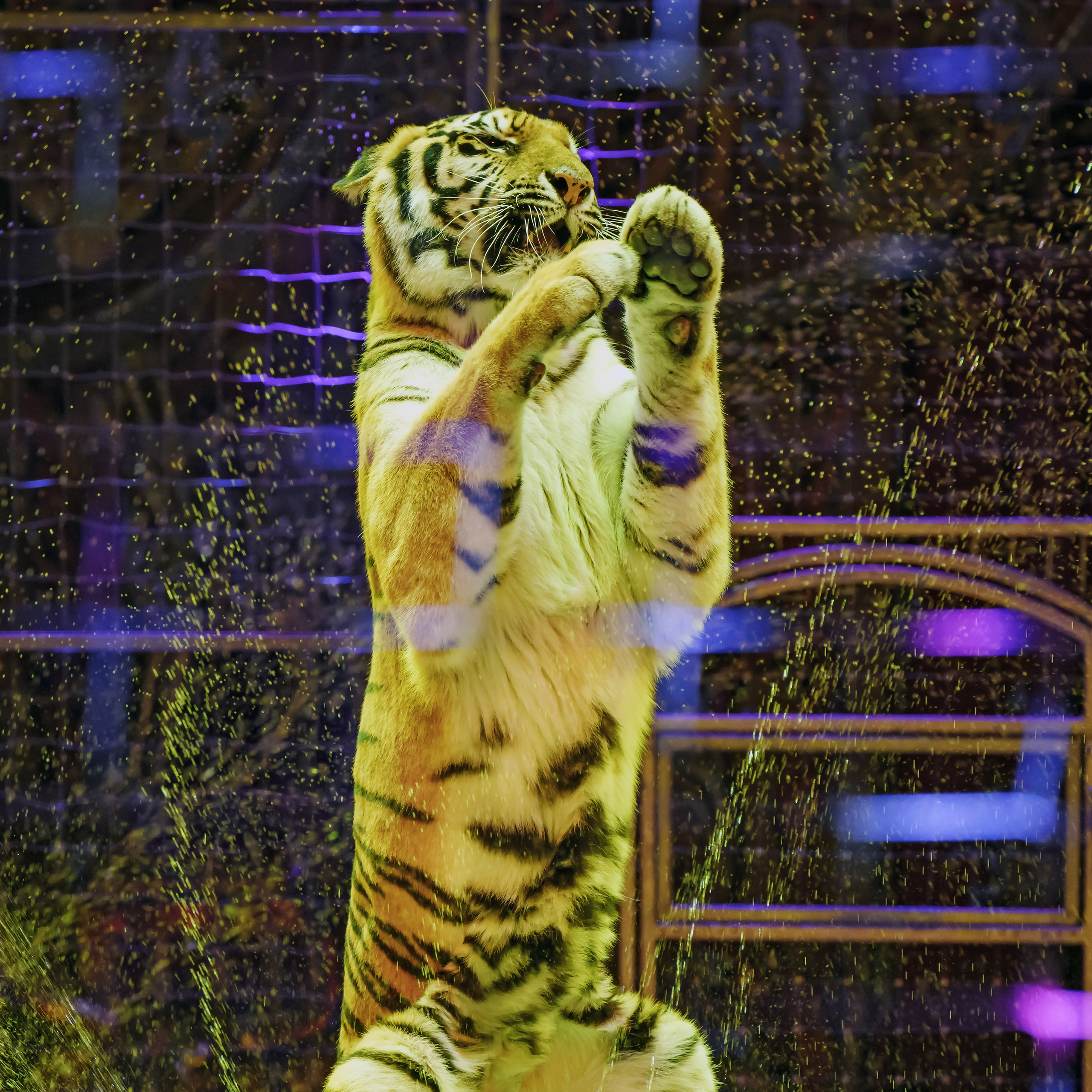 Королевский цирк ПРЕМЬЕРА НН. Фотограф Андрей Пухов (Jazz)