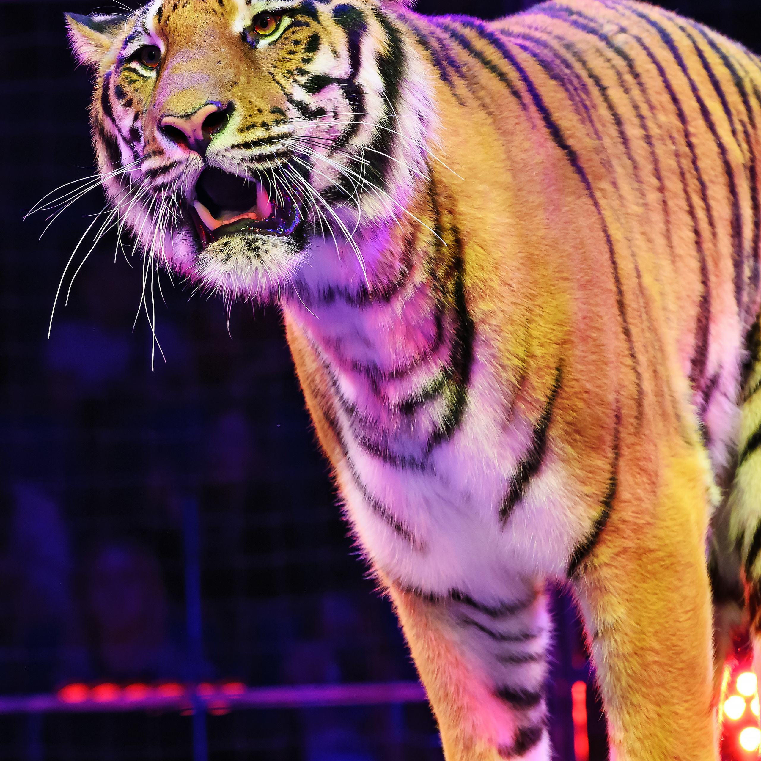 Шоу «Королевский цирк». Фотограф Андрей Пухов (Jazz)