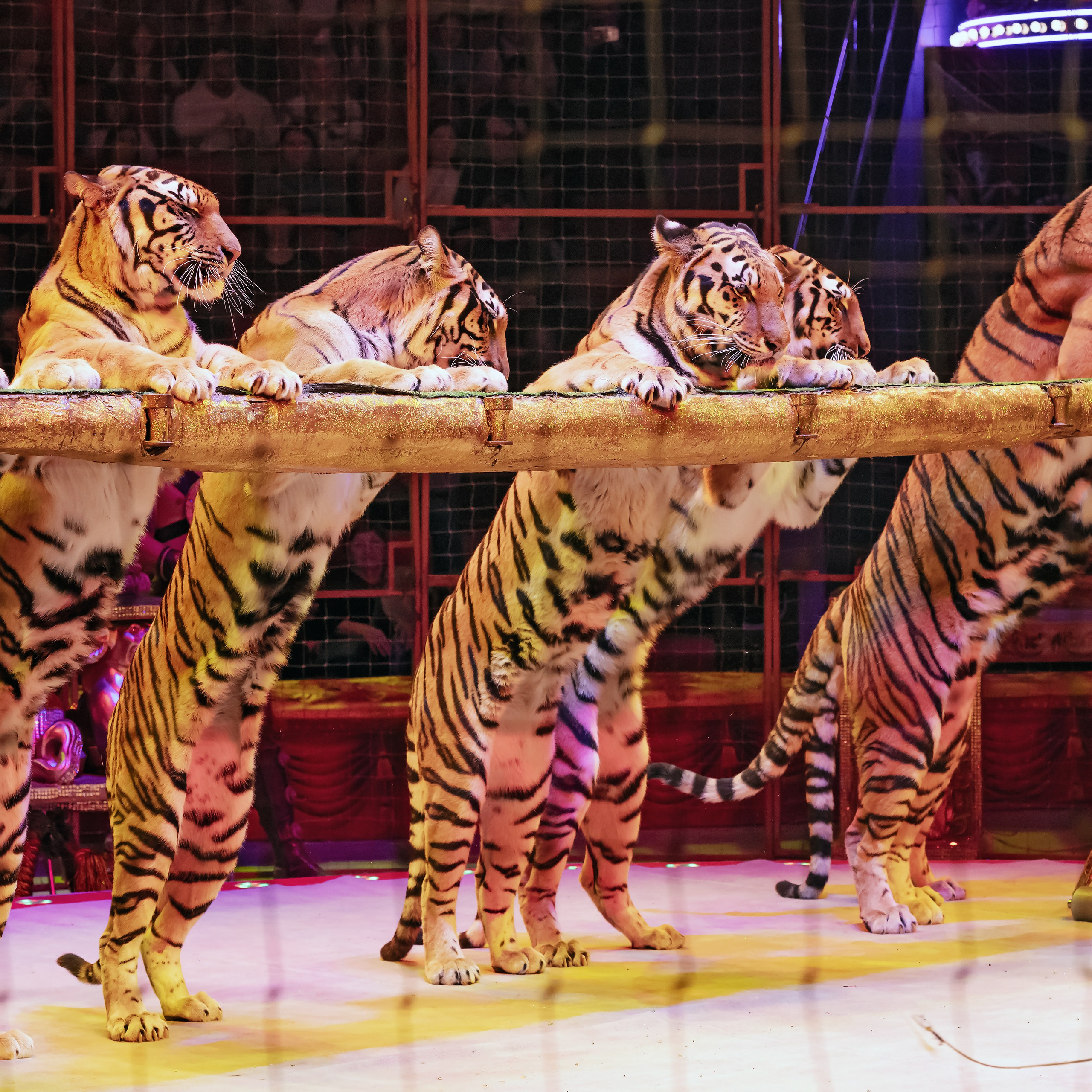 ГРАНДИОЗНОЕ ЦИРКОВОЕ ШОУ ЗАСЛУЖЕННОГО АРТИСТА РОССИИ ГИИ ЭРАДЗЕ. Фотограф Андрей Пухов (Jazz)