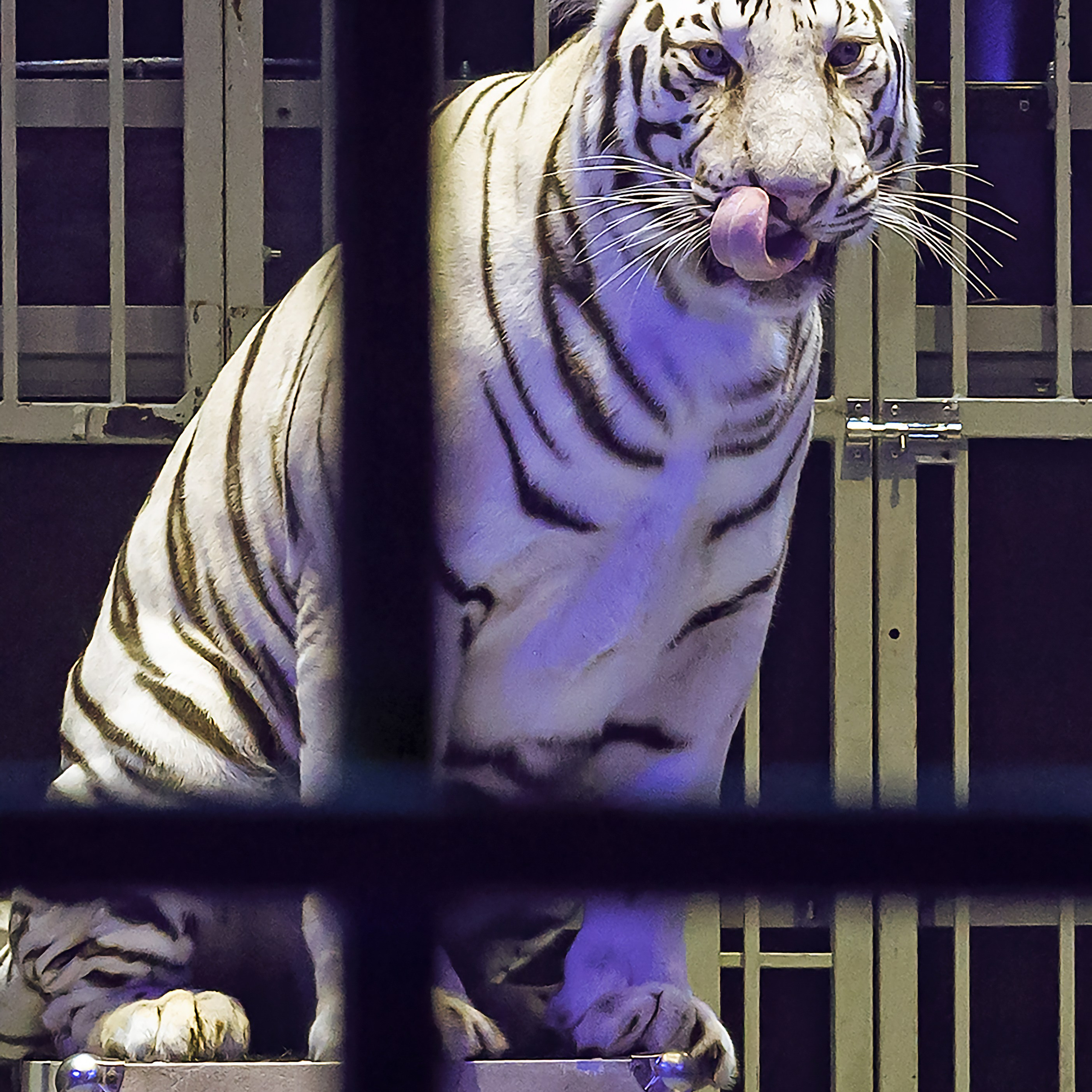 🍭Вкусное шоу «WOW»🍫. Фотограф Андрей Пухов (Jazz)