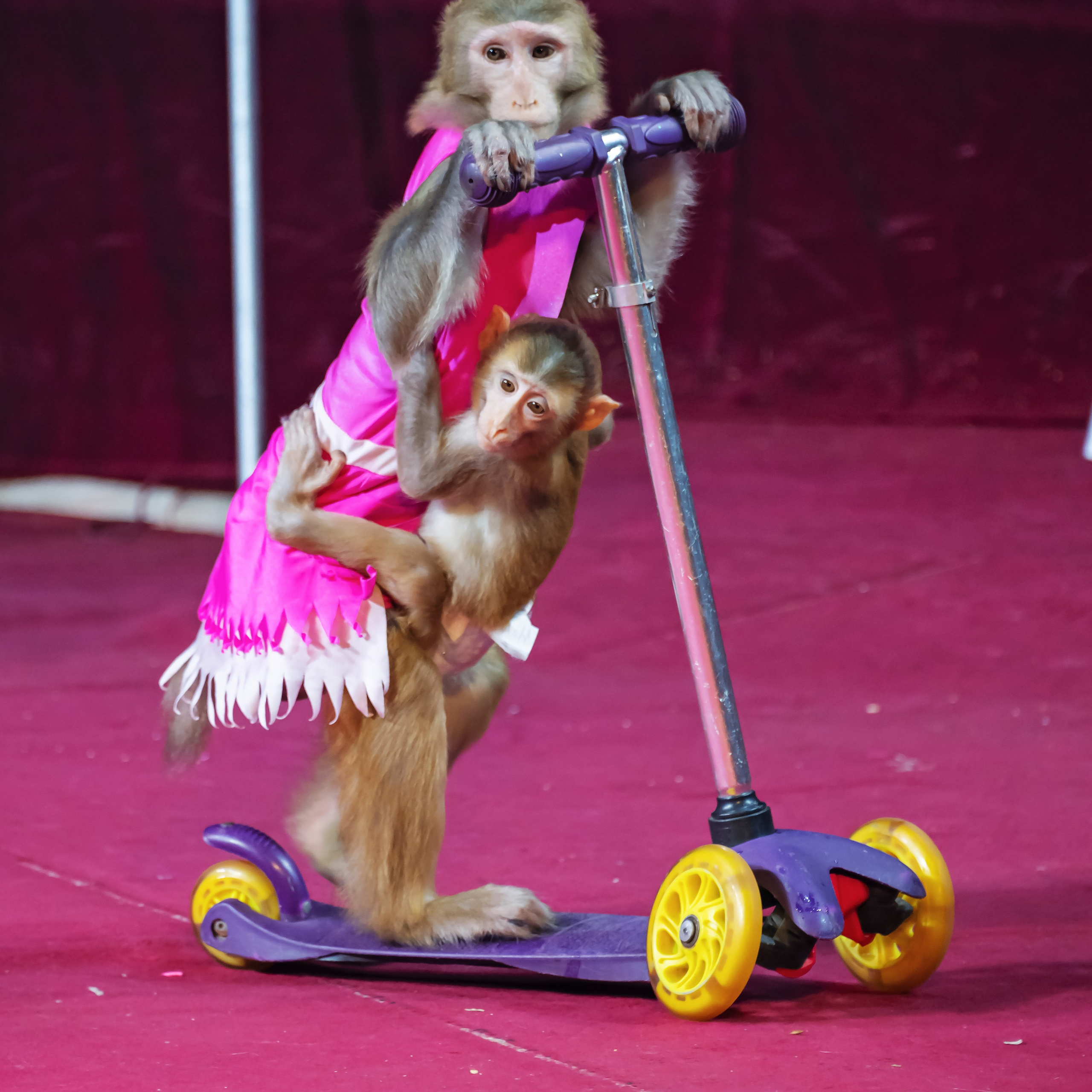 Международный цирк"HAPPY CIRCUS». Фотограф Андрей Пухов (Jazz)