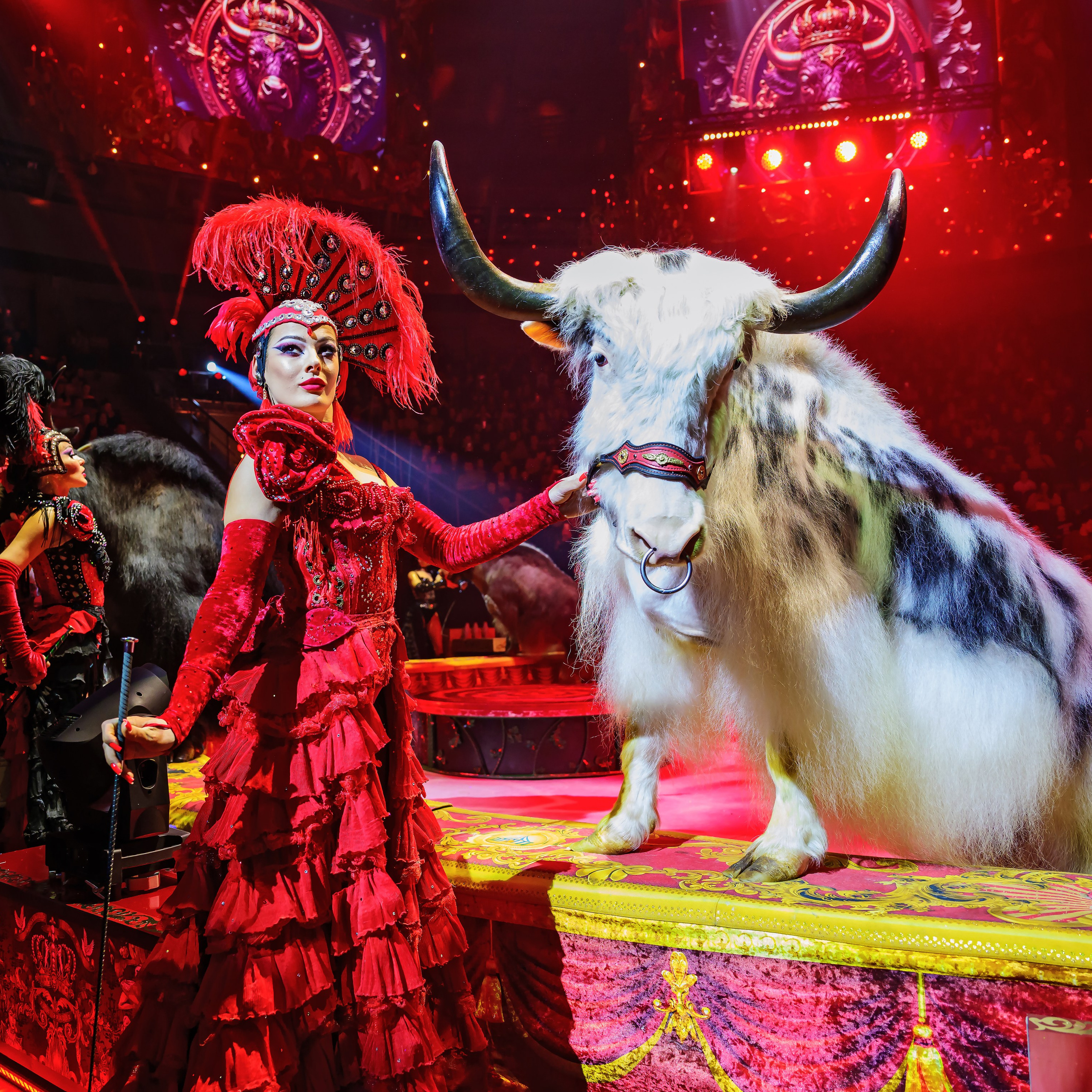 Royal Circus (новые номера). Фотограф Андрей Пухов (Jazz)