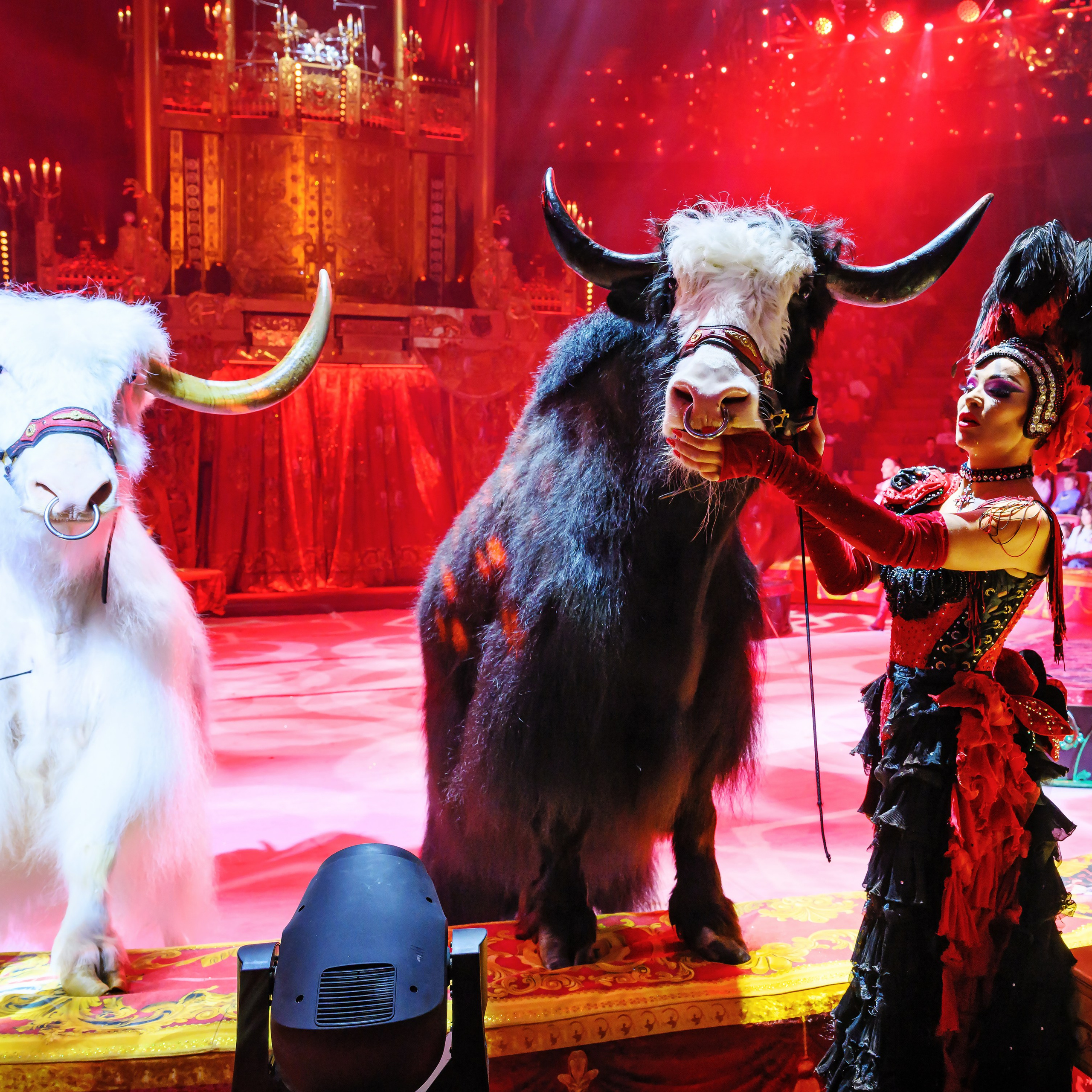 Шоу «Королевский цирк». Фотограф Андрей Пухов (Jazz)