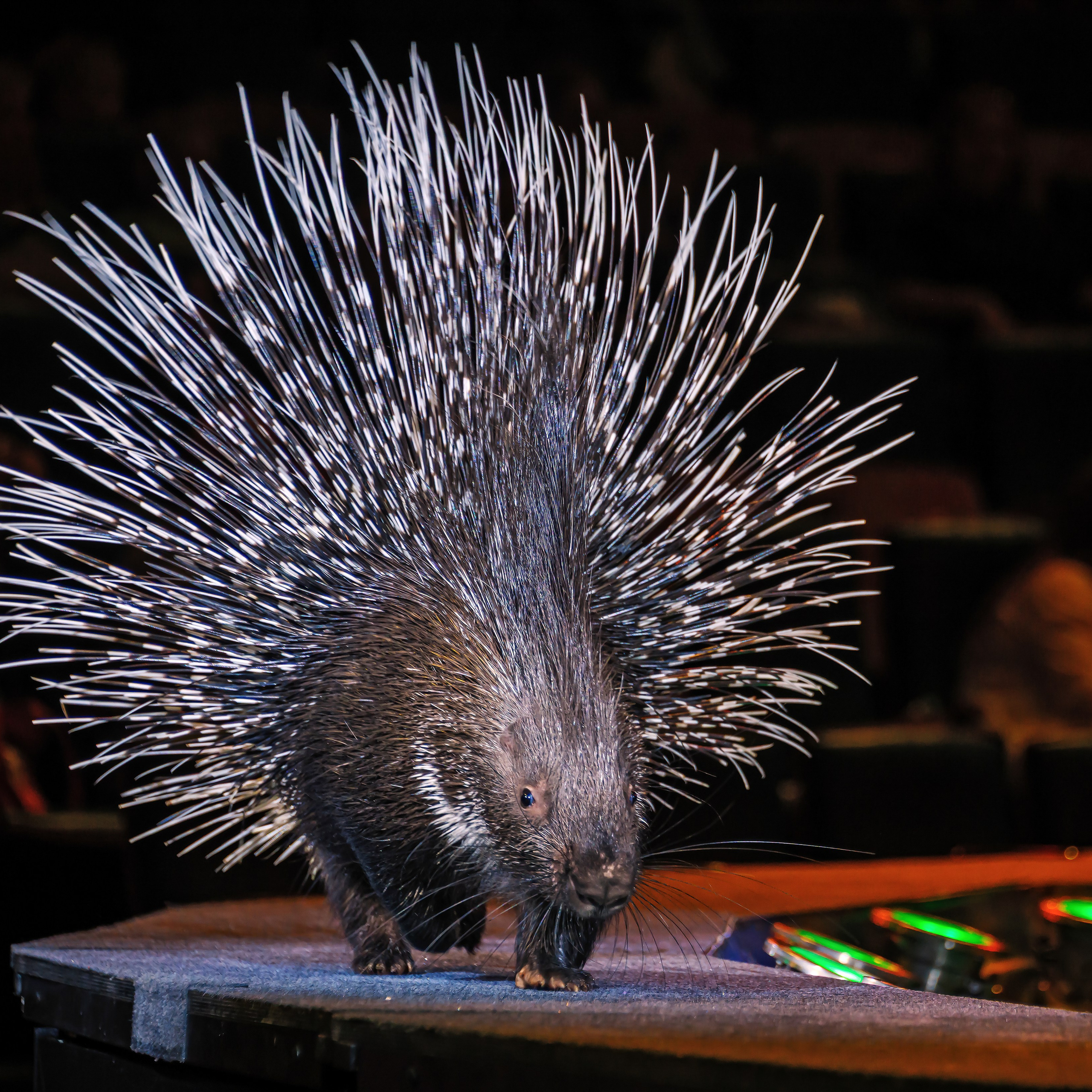 🎪 «Цирк на воде💦 🏰Царство фонтанов**»✨🌊🎭. Фотограф Андрей Пухов (Jazz)