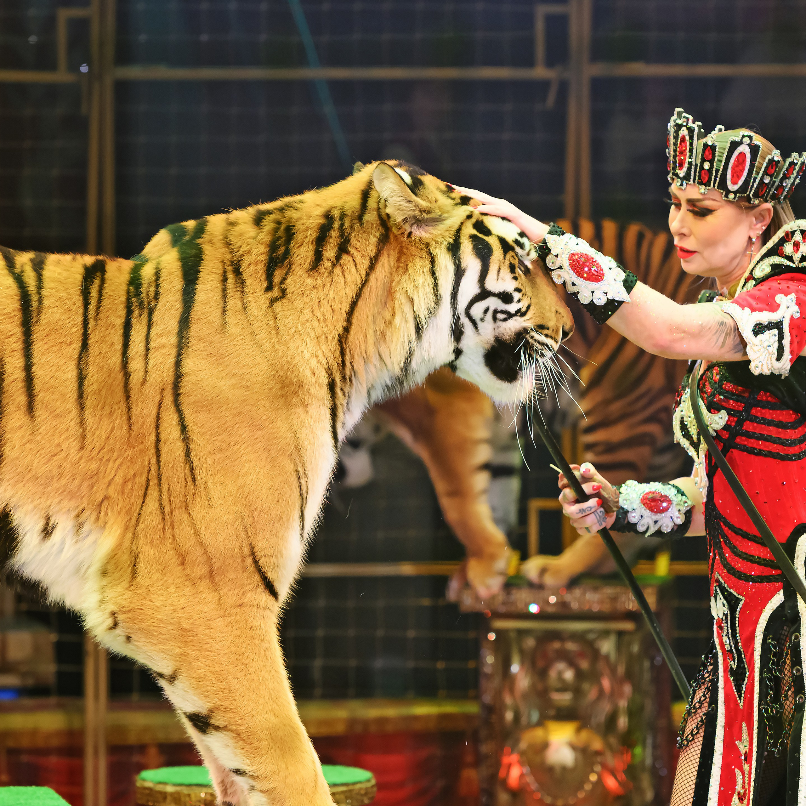 ГРАНДИОЗНОЕ ЦИРКОВОЕ ШОУ ЗАСЛУЖЕННОГО АРТИСТА РОССИИ ГИИ ЭРАДЗЕ. Фотограф Андрей Пухов (Jazz)