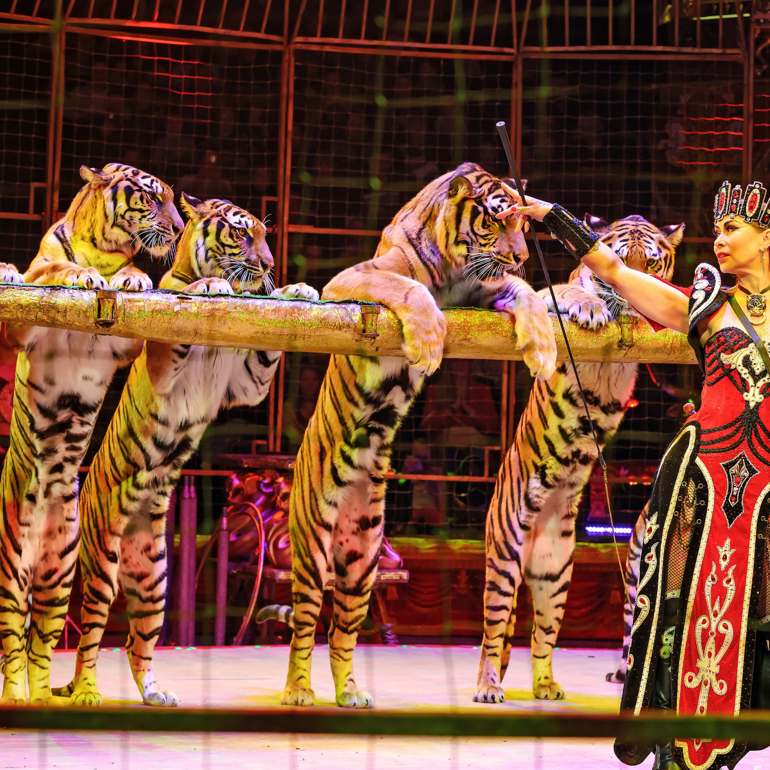 Шоу «Королевский цирк». Фотограф Андрей Пухов (Jazz)