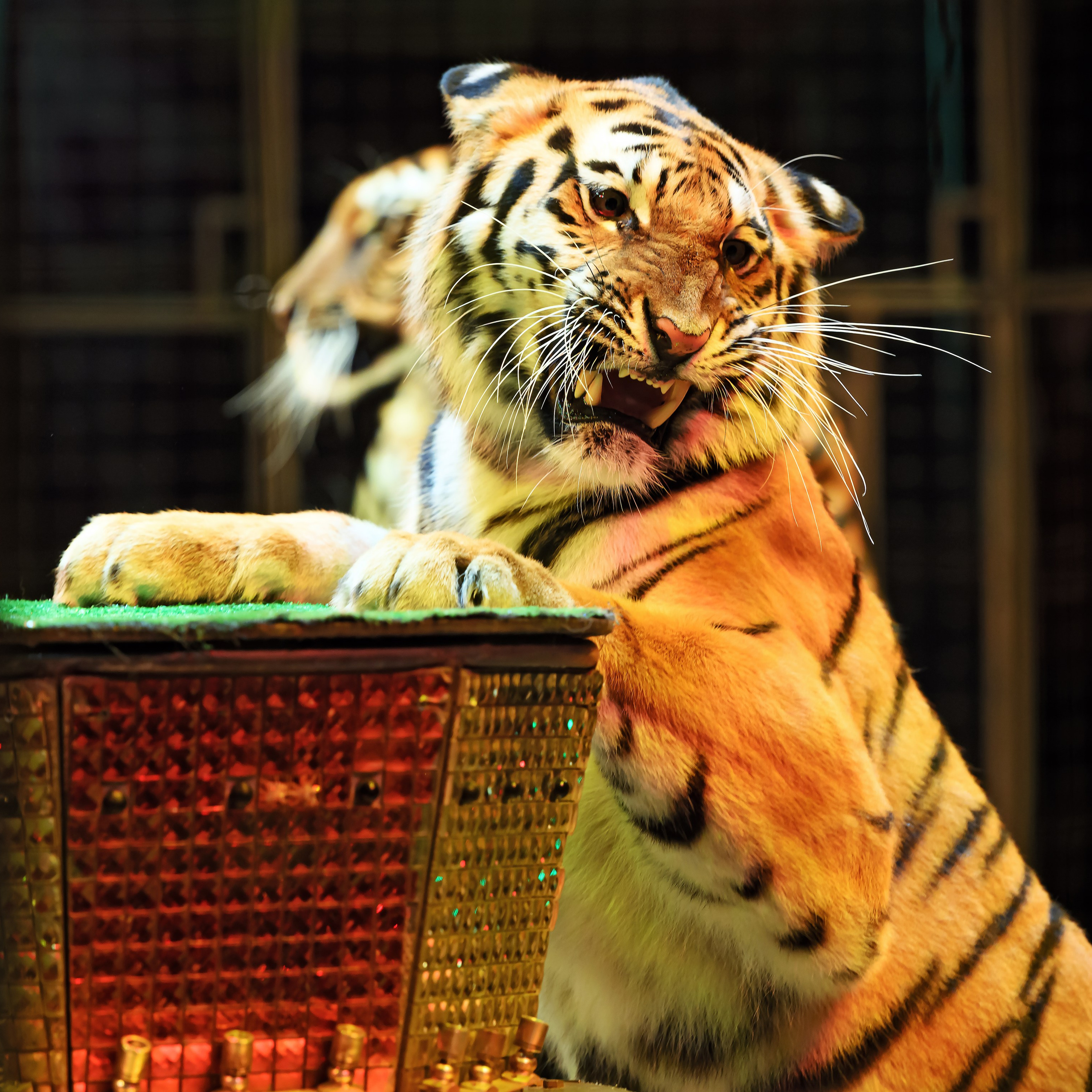 Шоу «Королевский цирк». Фотограф Андрей Пухов (Jazz)