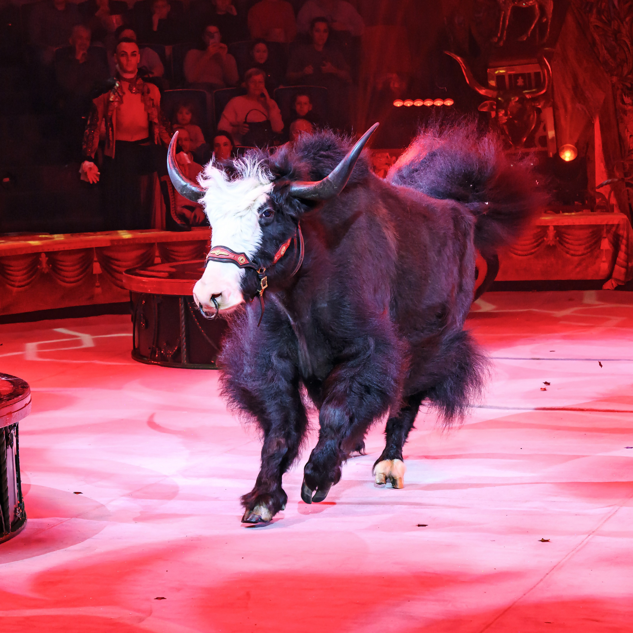 ГРАНДИОЗНОЕ ЦИРКОВОЕ ШОУ ЗАСЛУЖЕННОГО АРТИСТА РОССИИ ГИИ ЭРАДЗЕ. Фотограф Андрей Пухов (Jazz)