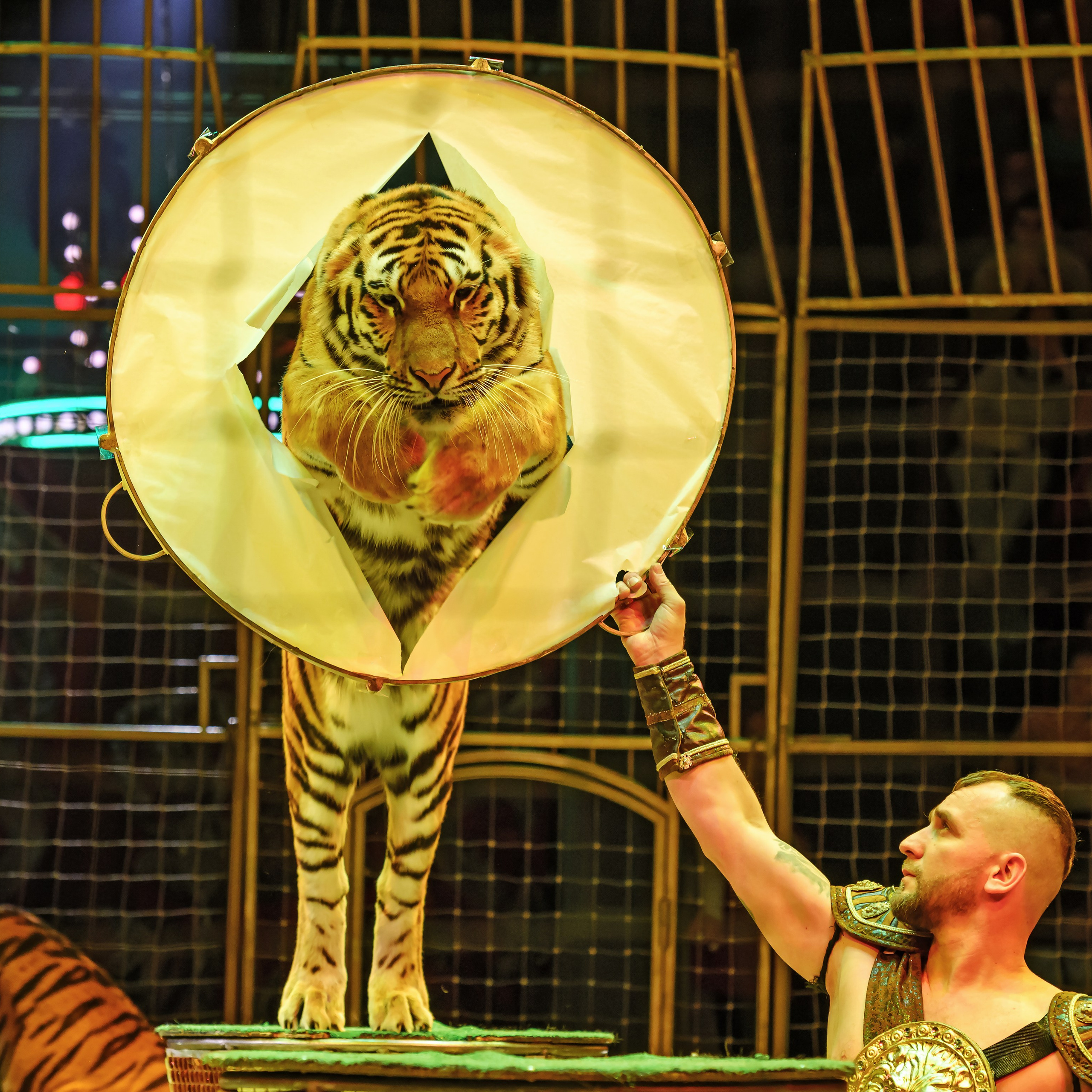 Шоу «Королевский цирк». Фотограф Андрей Пухов (Jazz)