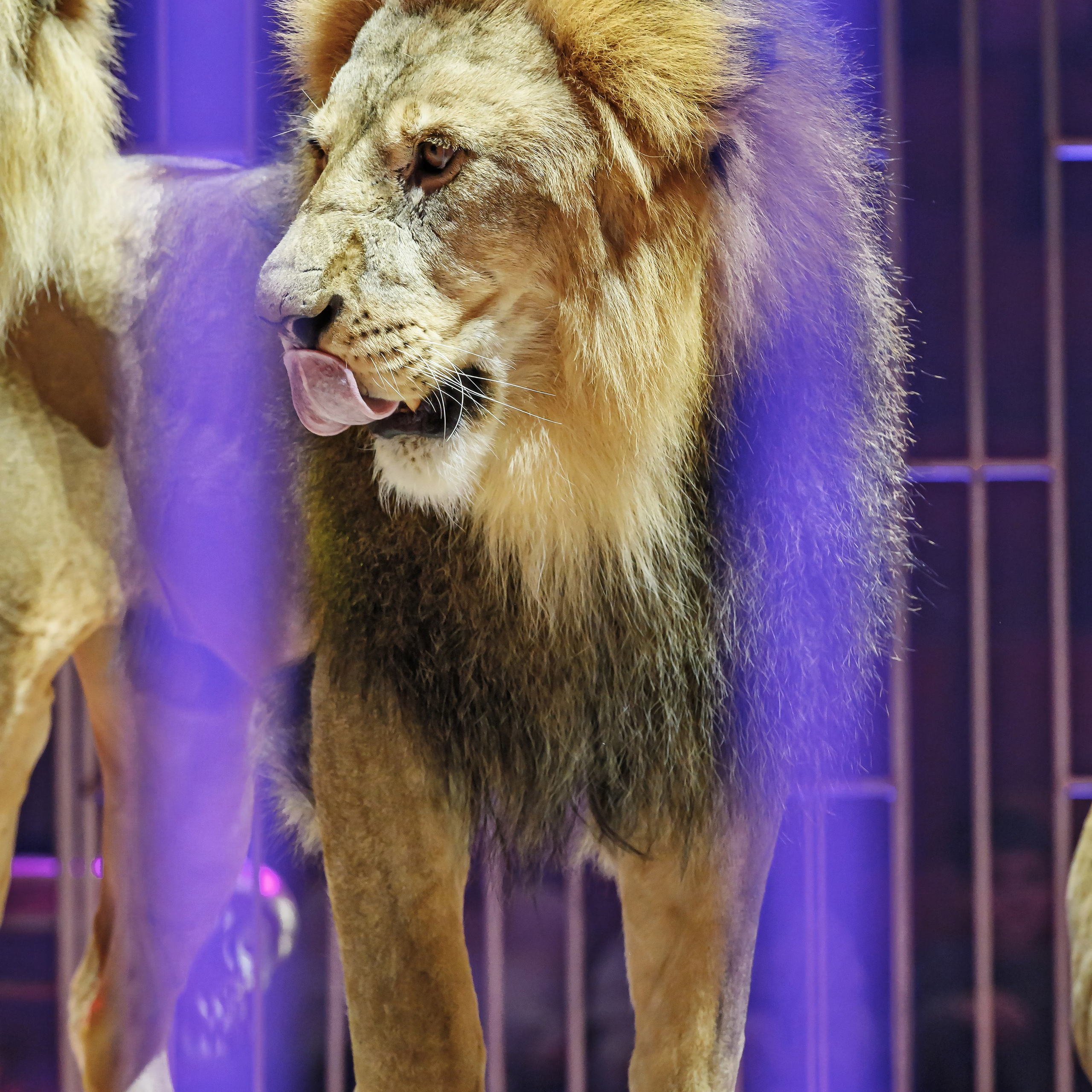 Принц Цирка (Продюсерский центр Влада Гончарова)🎪🦁. Фотограф Андрей Пухов (Jazz)