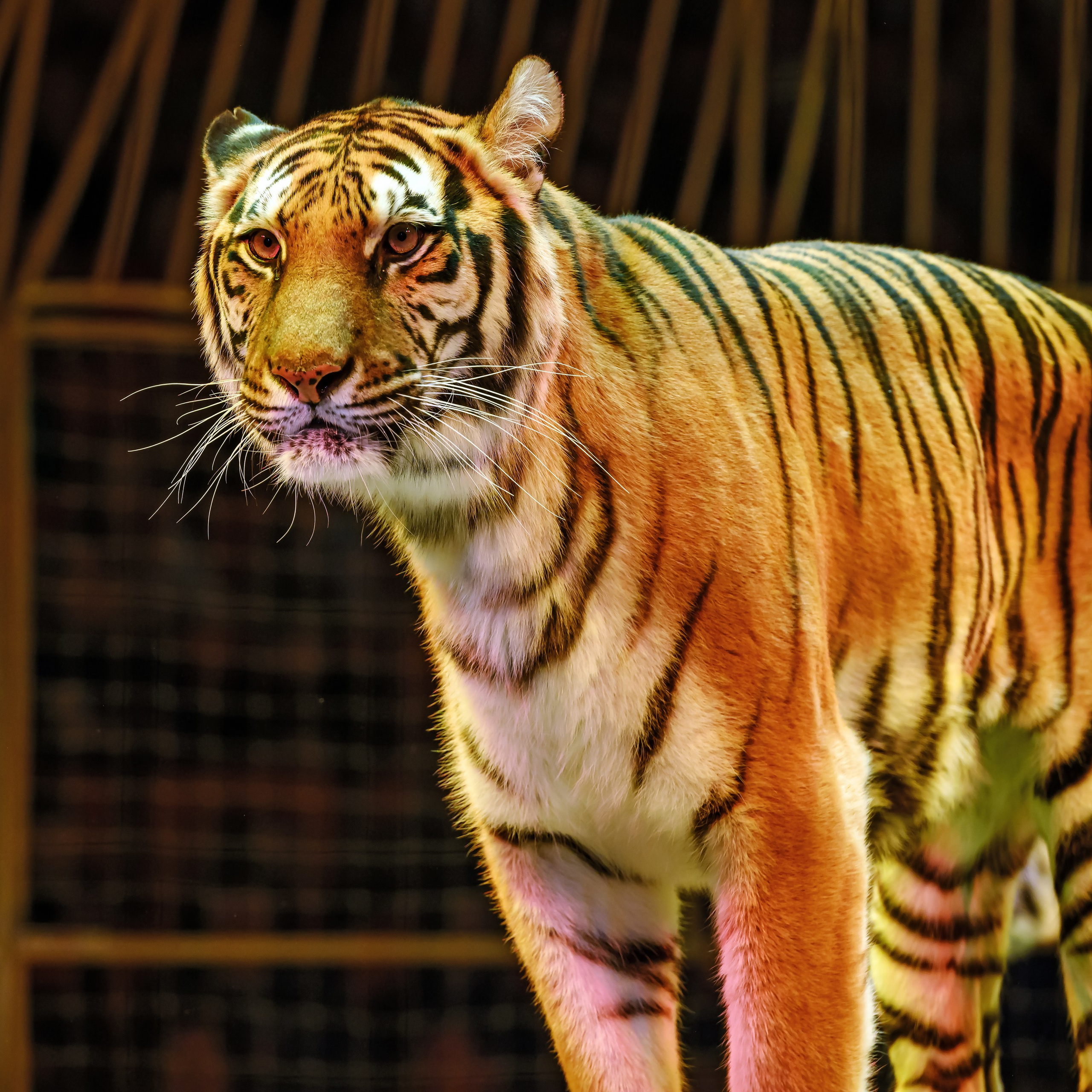 Шоу «Королевский цирк». Фотограф Андрей Пухов (Jazz)