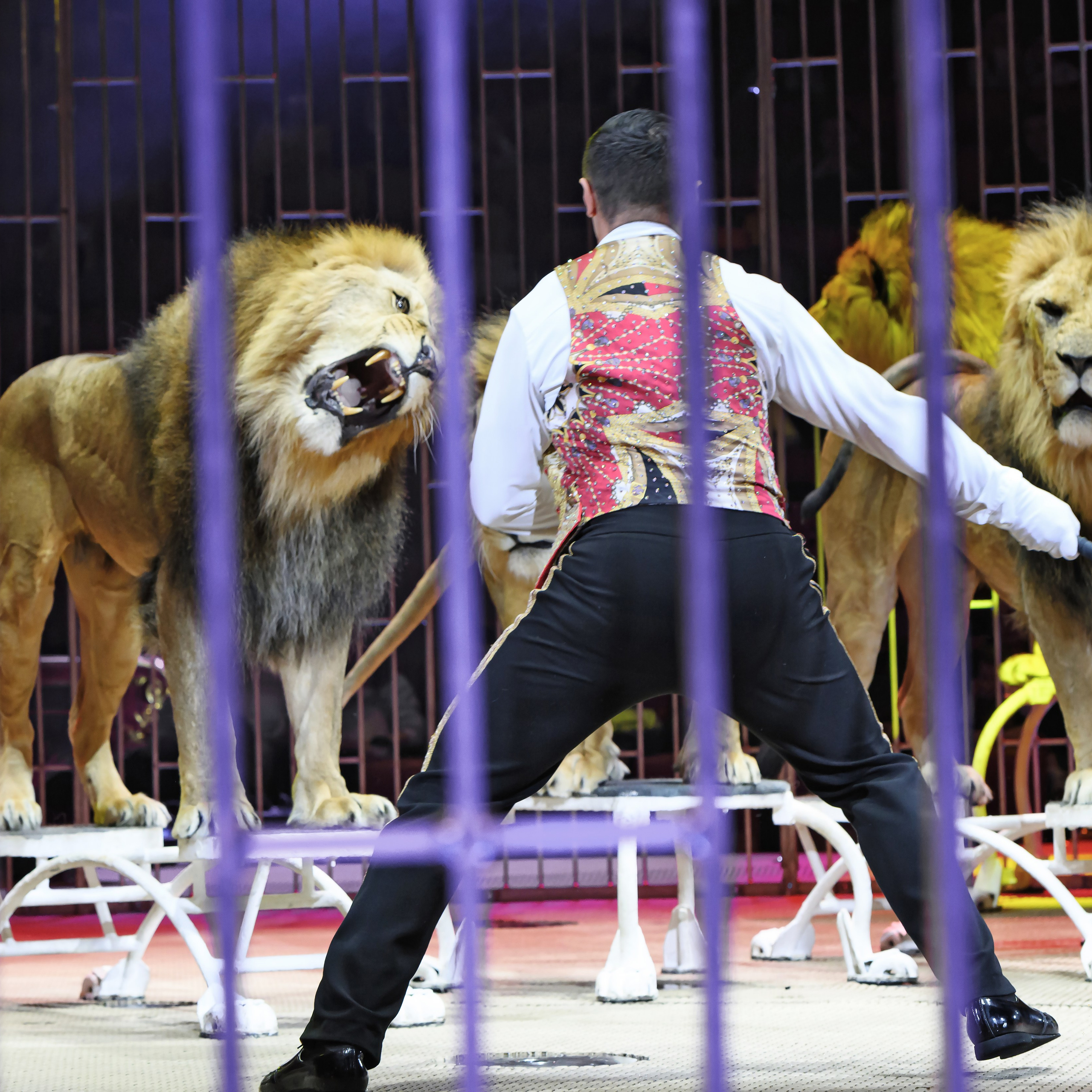 Принц Цирка (Продюсерский центр Влада Гончарова)🎪🦁. Фотограф Андрей Пухов (Jazz)