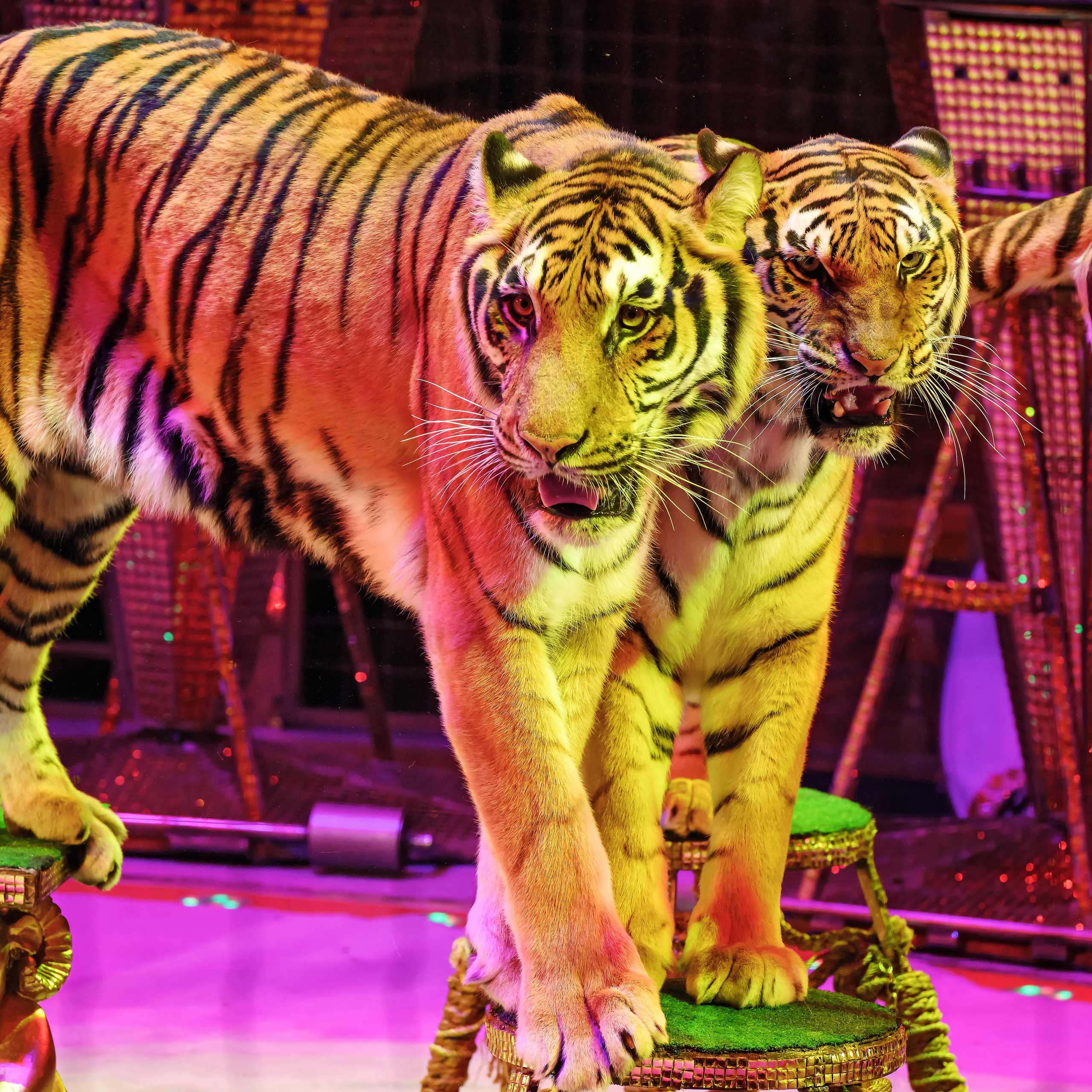 Королевский цирк ПРЕМЬЕРА НН. Фотограф Андрей Пухов (Jazz)