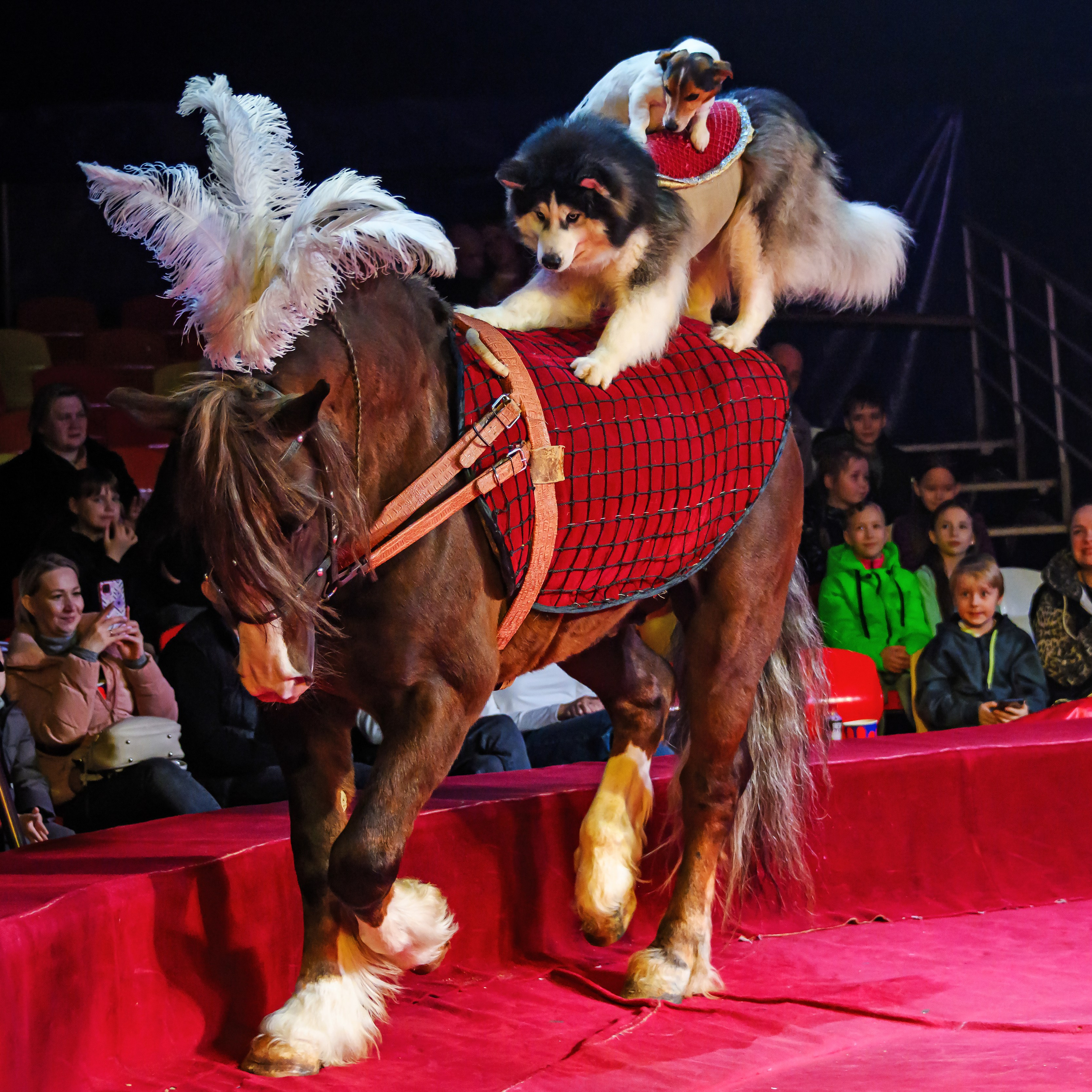 Международный цирк"HAPPY CIRCUS». Фотограф Андрей Пухов (Jazz)