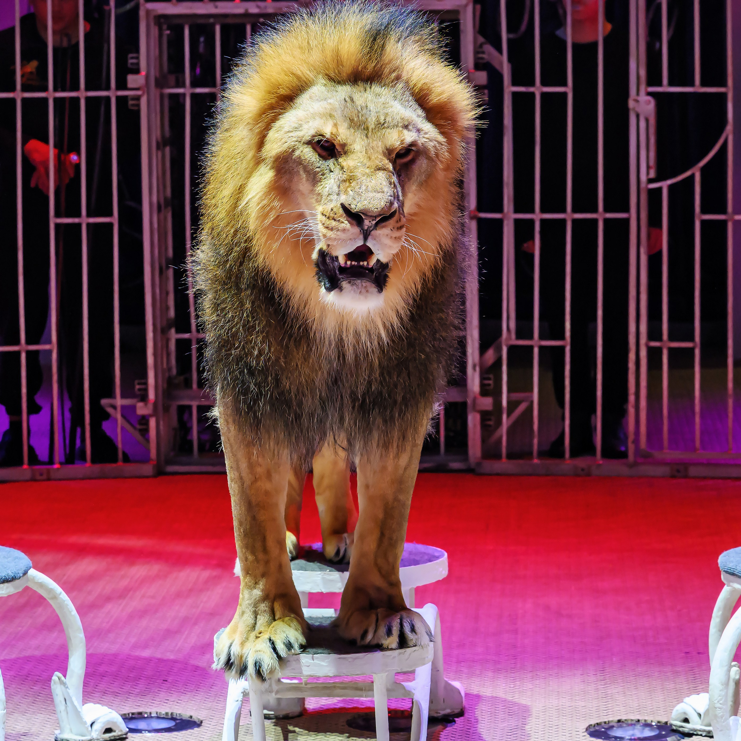 «13 месяцев. Шоу ледяных фонтанов»❄💙. Фотограф Андрей Пухов (Jazz)