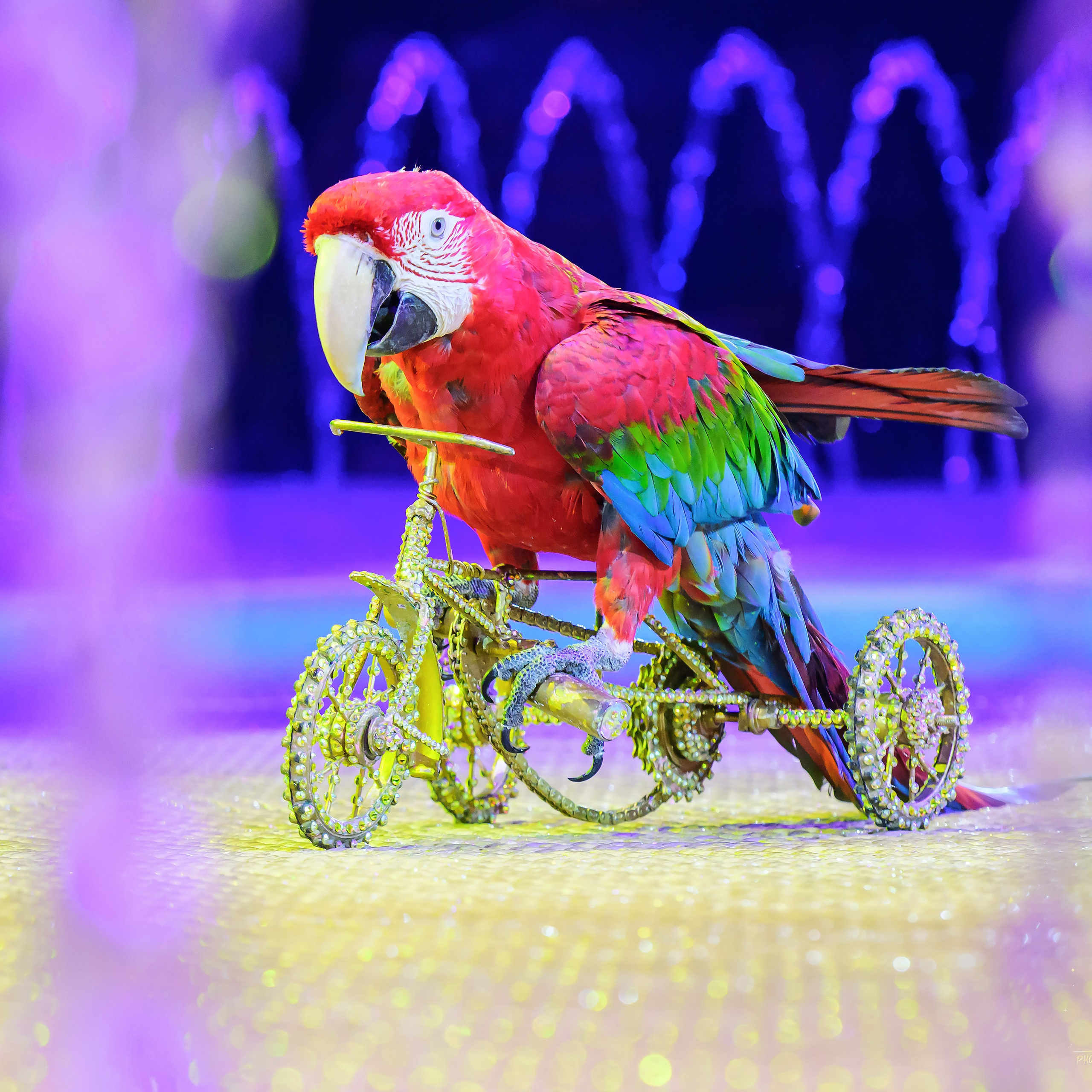 Принц Цирка (Продюсерский центр Влада Гончарова)🎪🦁. Фотограф Андрей Пухов (Jazz)