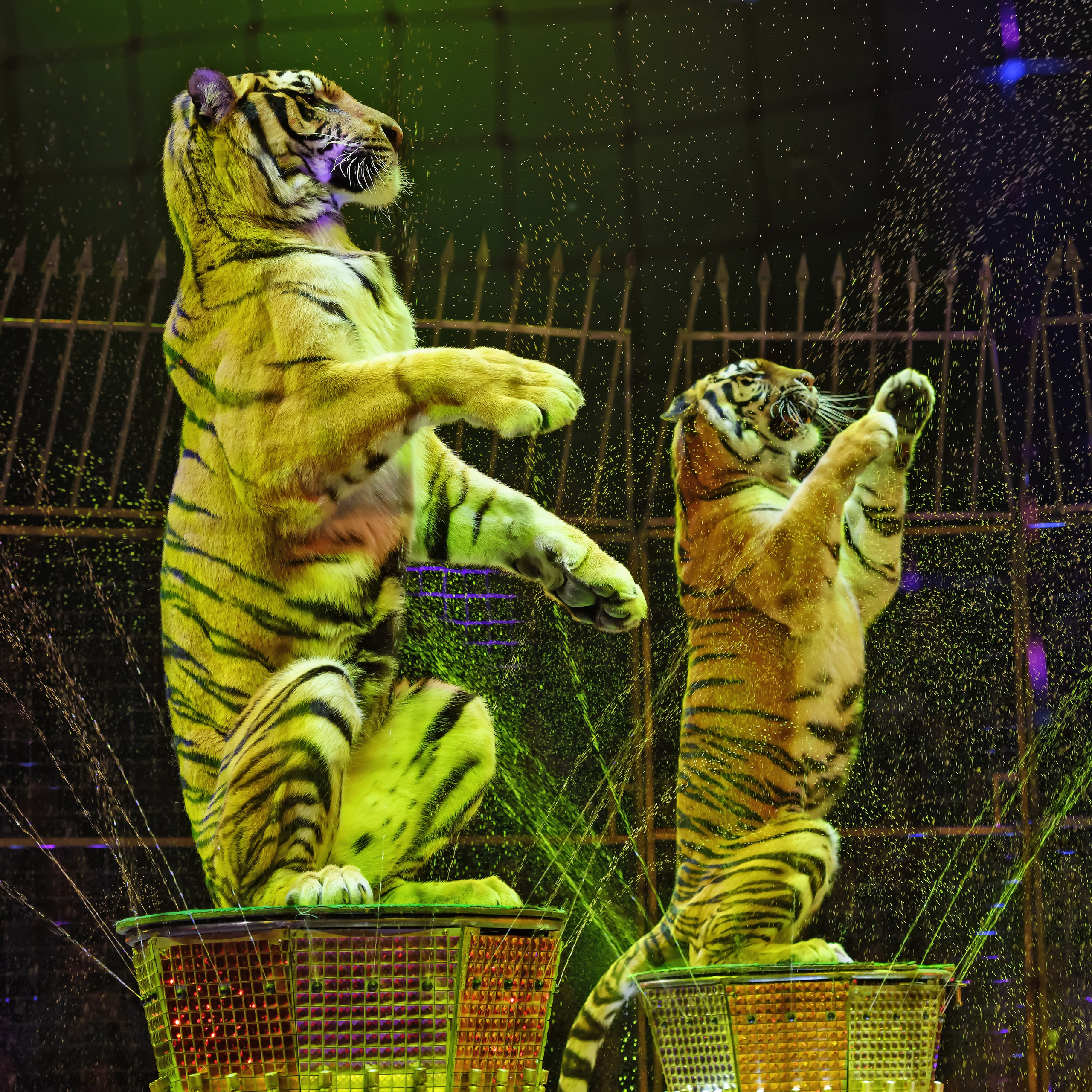 Шоу «Королевский цирк». Фотограф Андрей Пухов (Jazz)