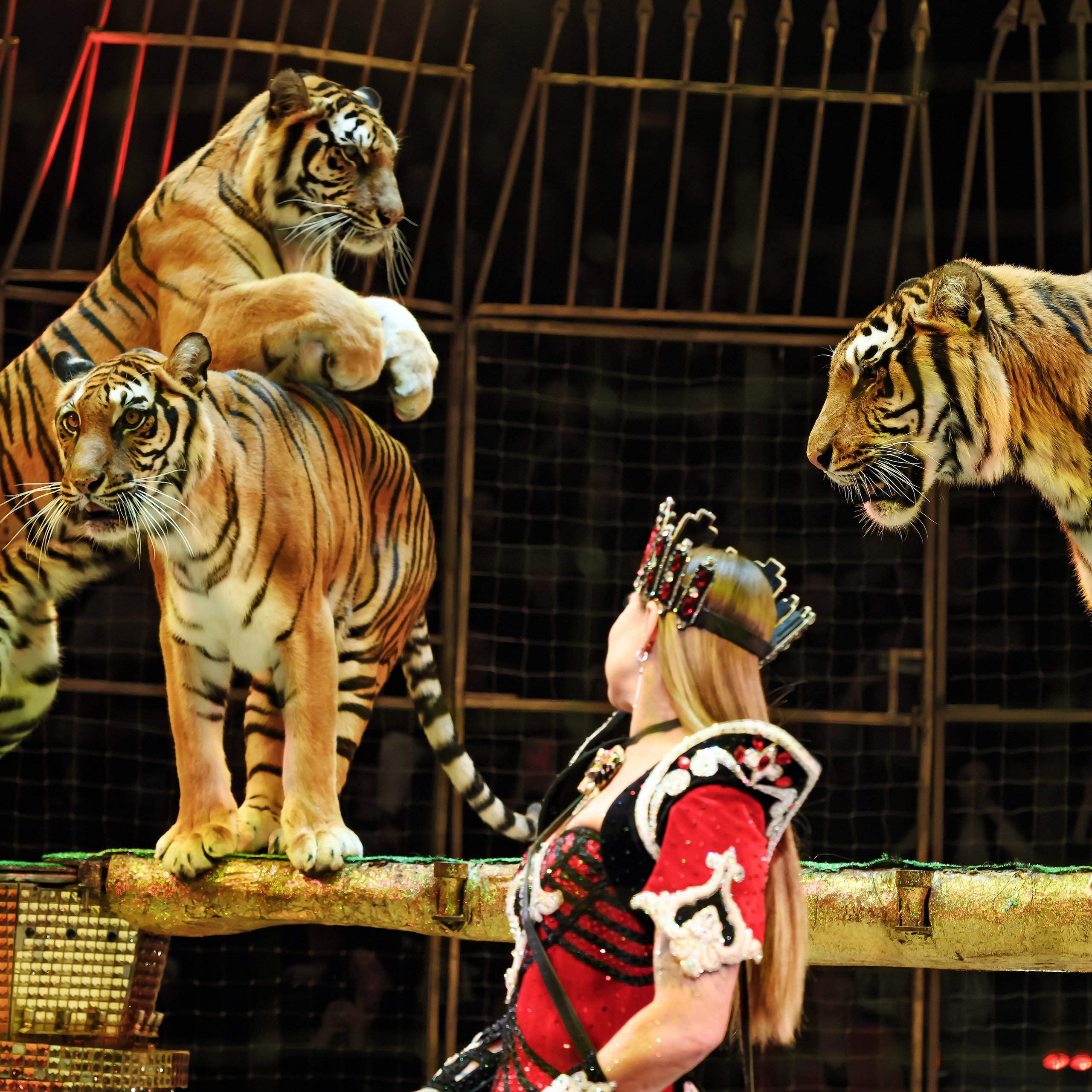 Шоу «Королевский цирк». Фотограф Андрей Пухов (Jazz)