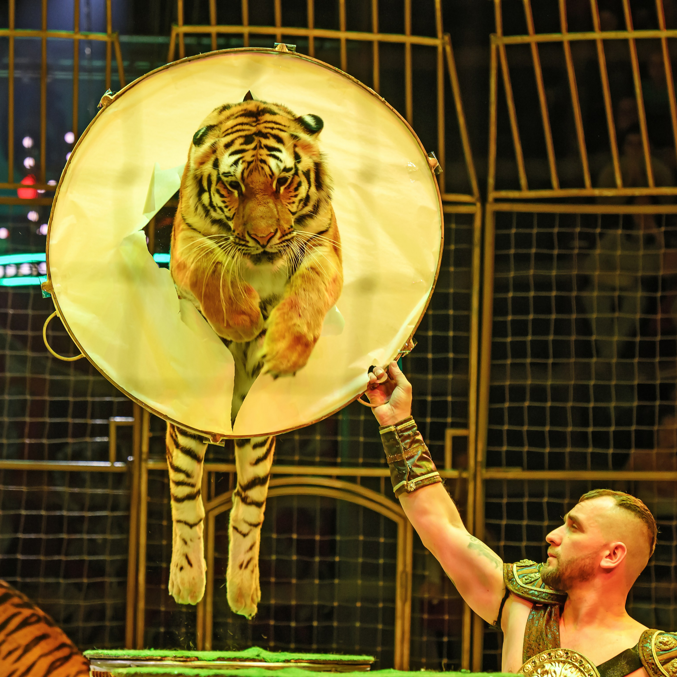 Шоу «Королевский цирк». Фотограф Андрей Пухов (Jazz)