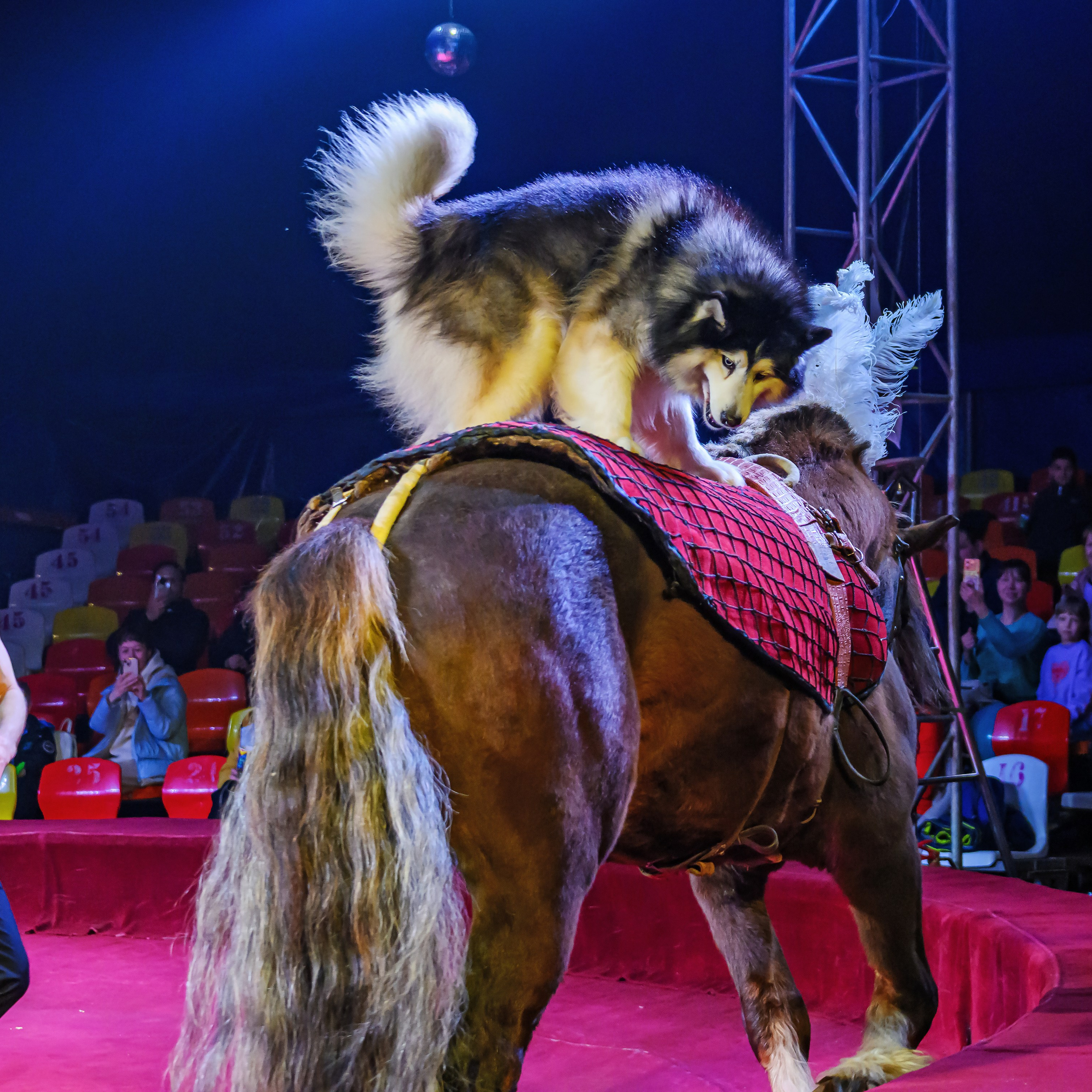 Международный цирк"HAPPY CIRCUS». Фотограф Андрей Пухов (Jazz)