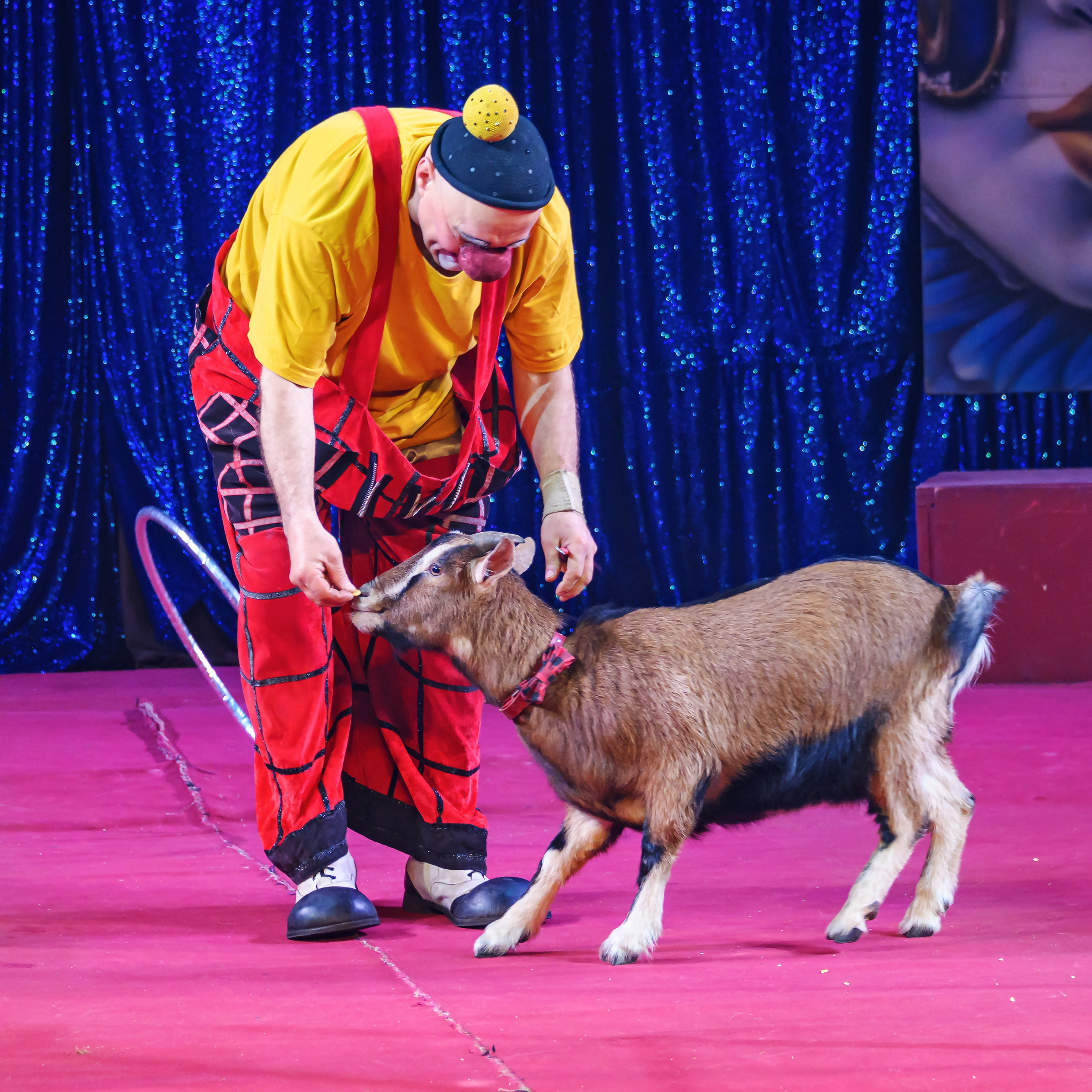 Международный цирк"HAPPY CIRCUS». Фотограф Андрей Пухов (Jazz)